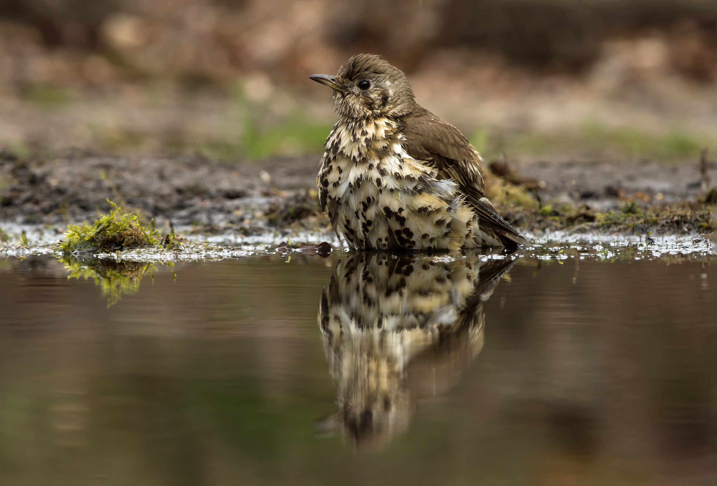 Mistle thrush