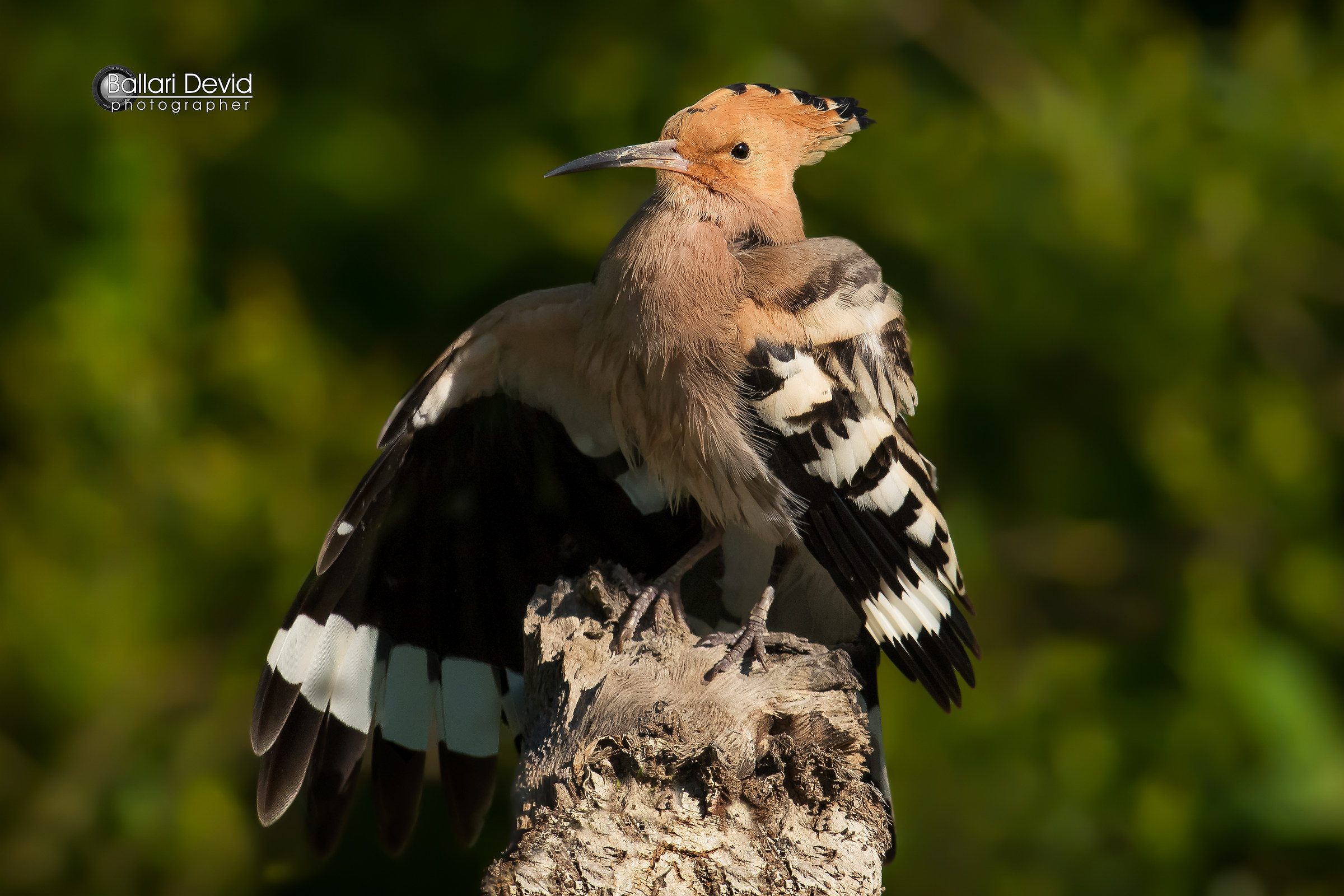 I've always said it takes factor c. hoopoe