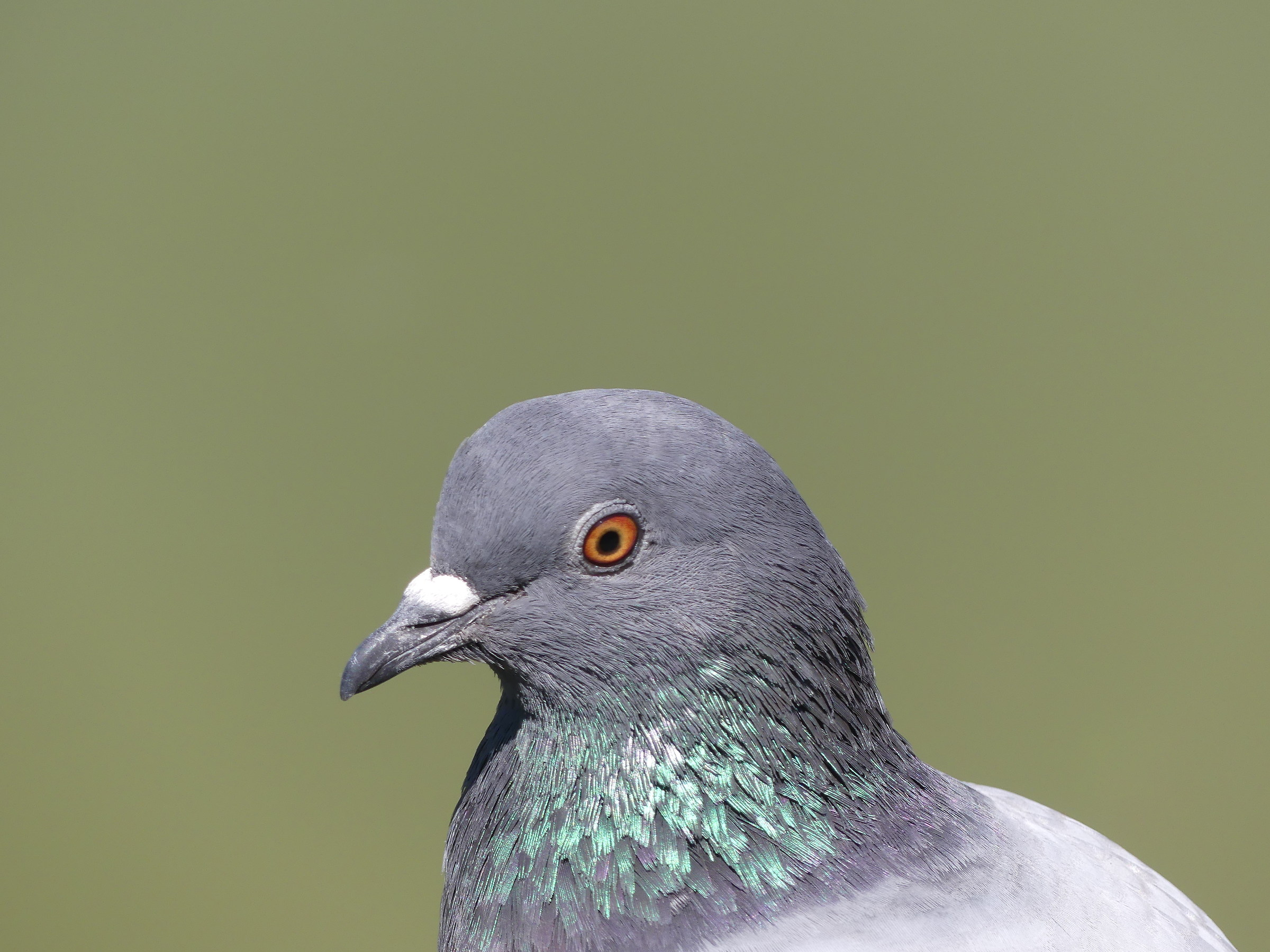 Pigeon head on green background (polluted pond)