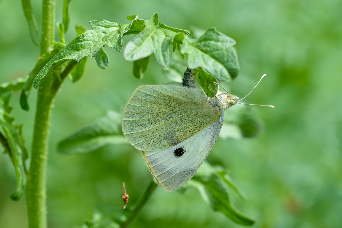 Pieris brassicae