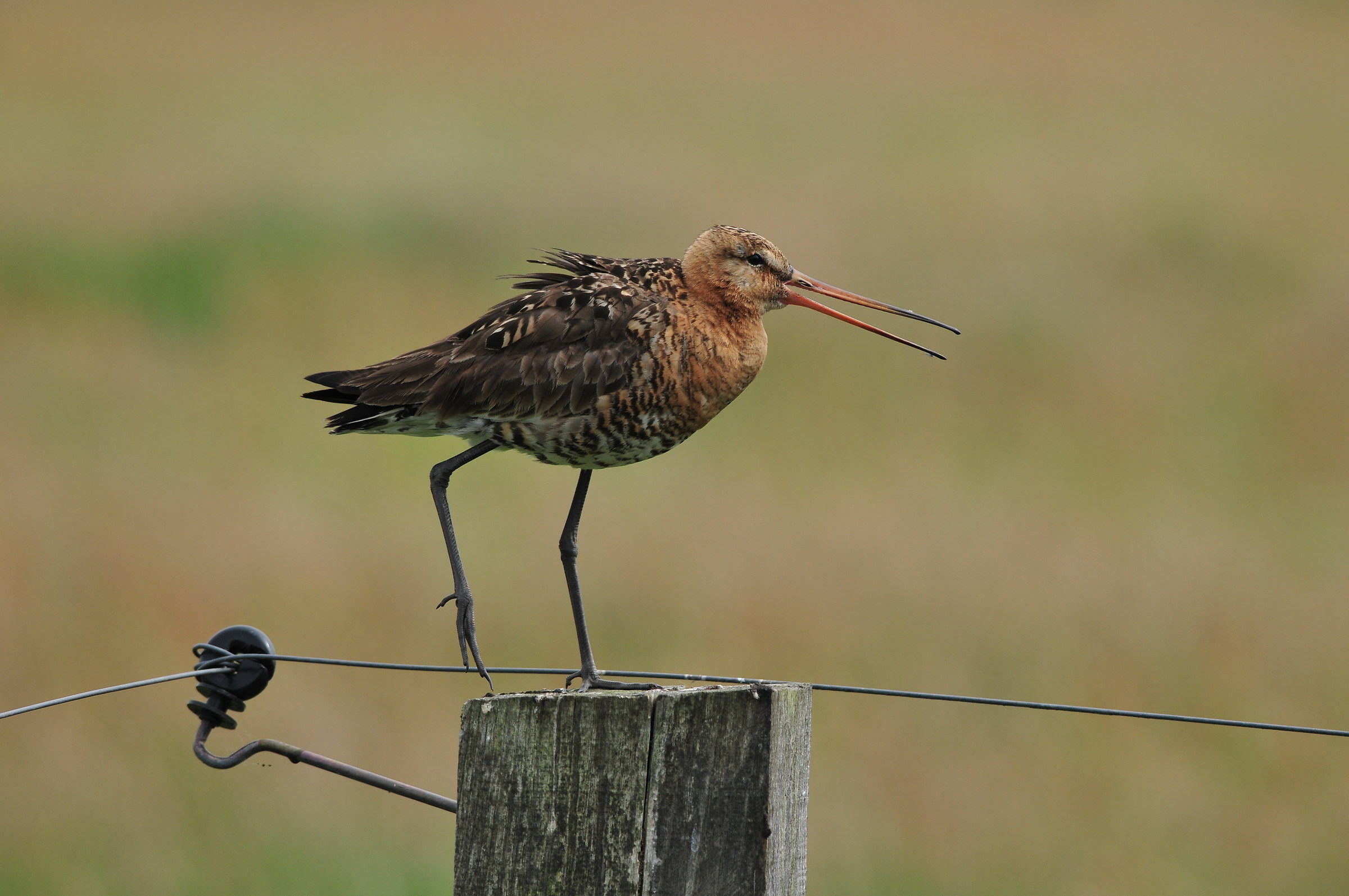 Black tailed godwit