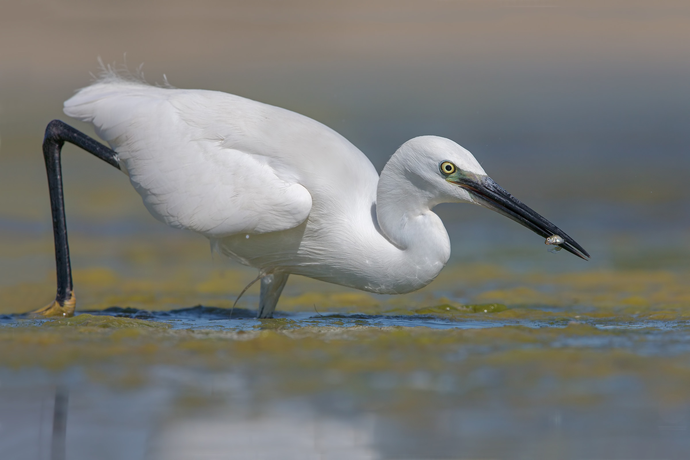 Egret