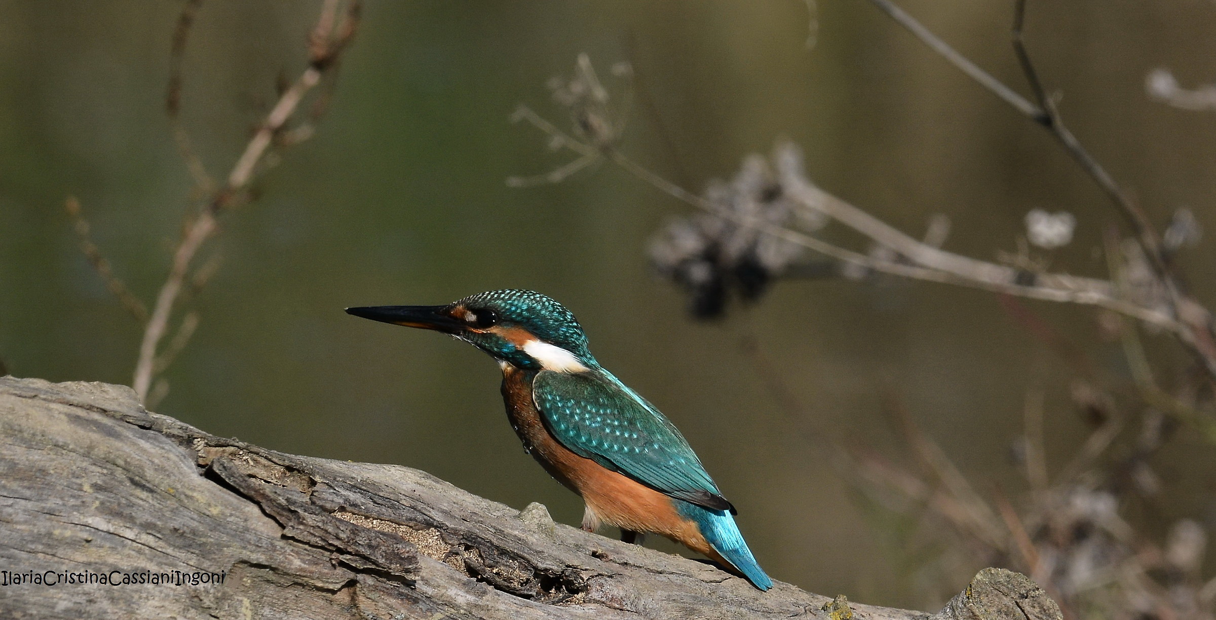 Martin pescatore female