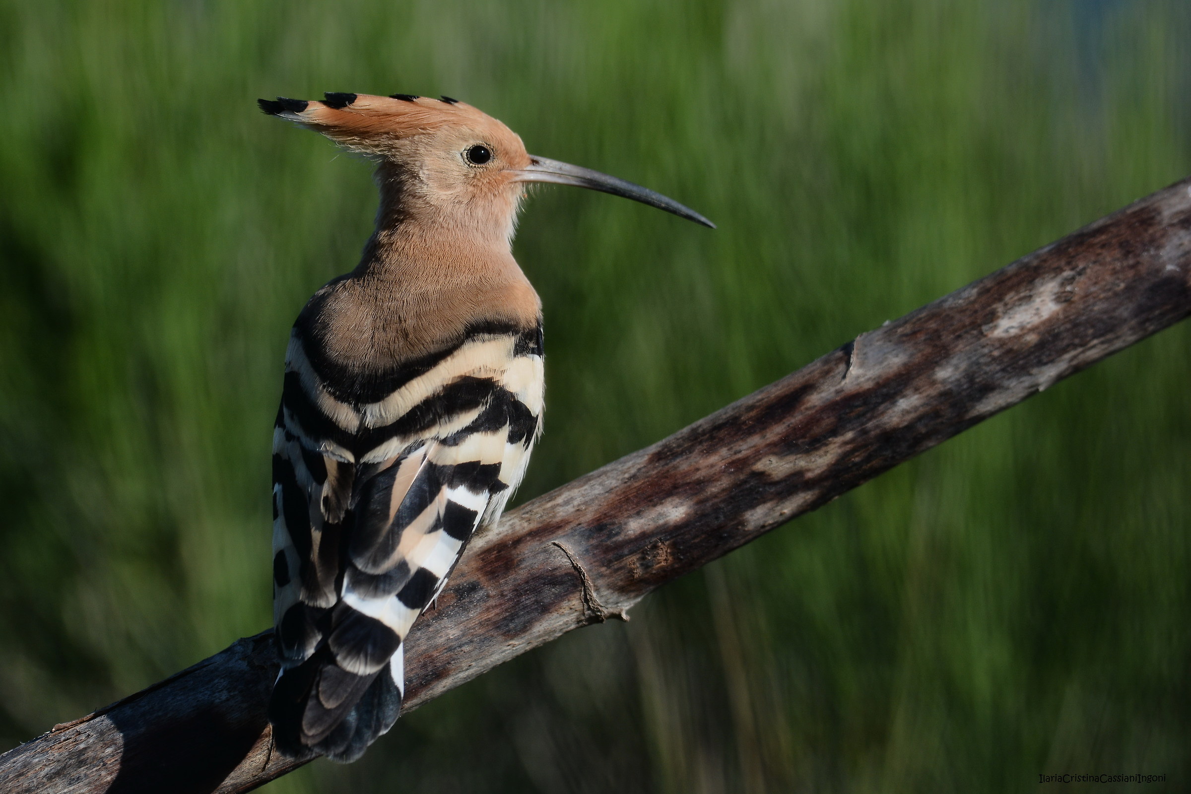 Hoopoe