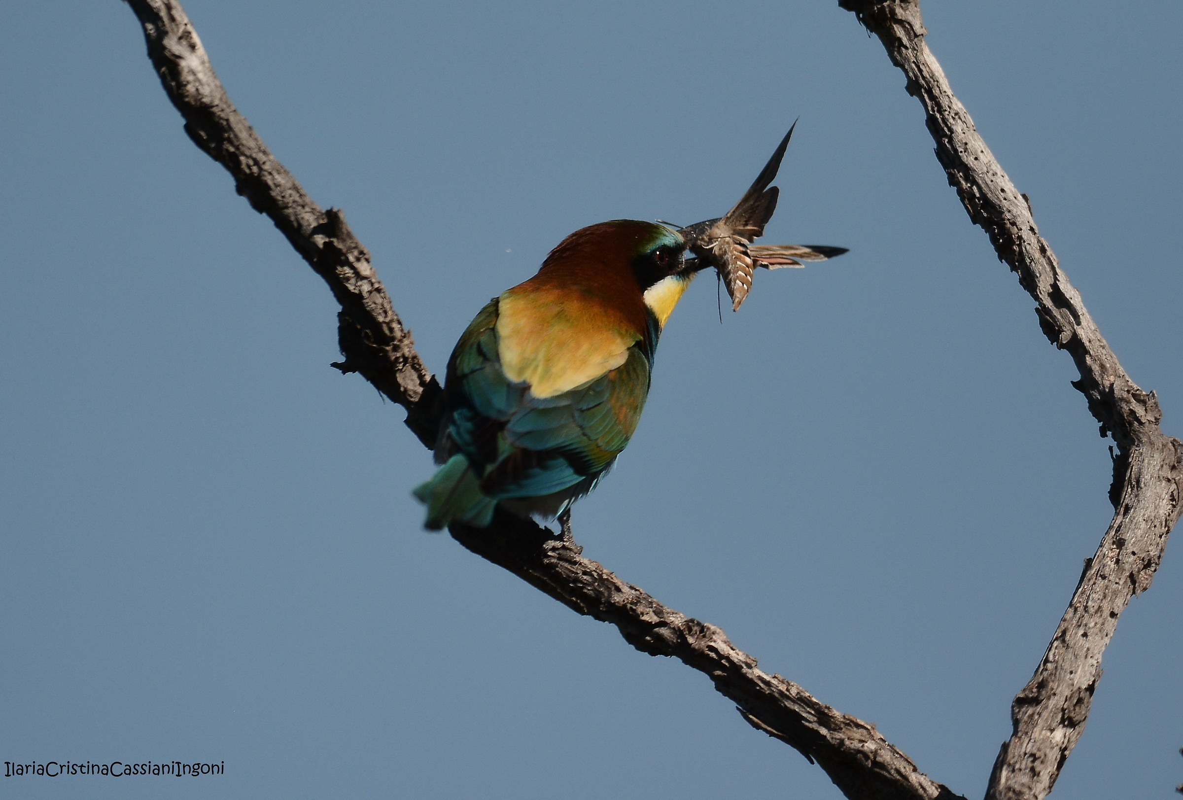 Bee eater