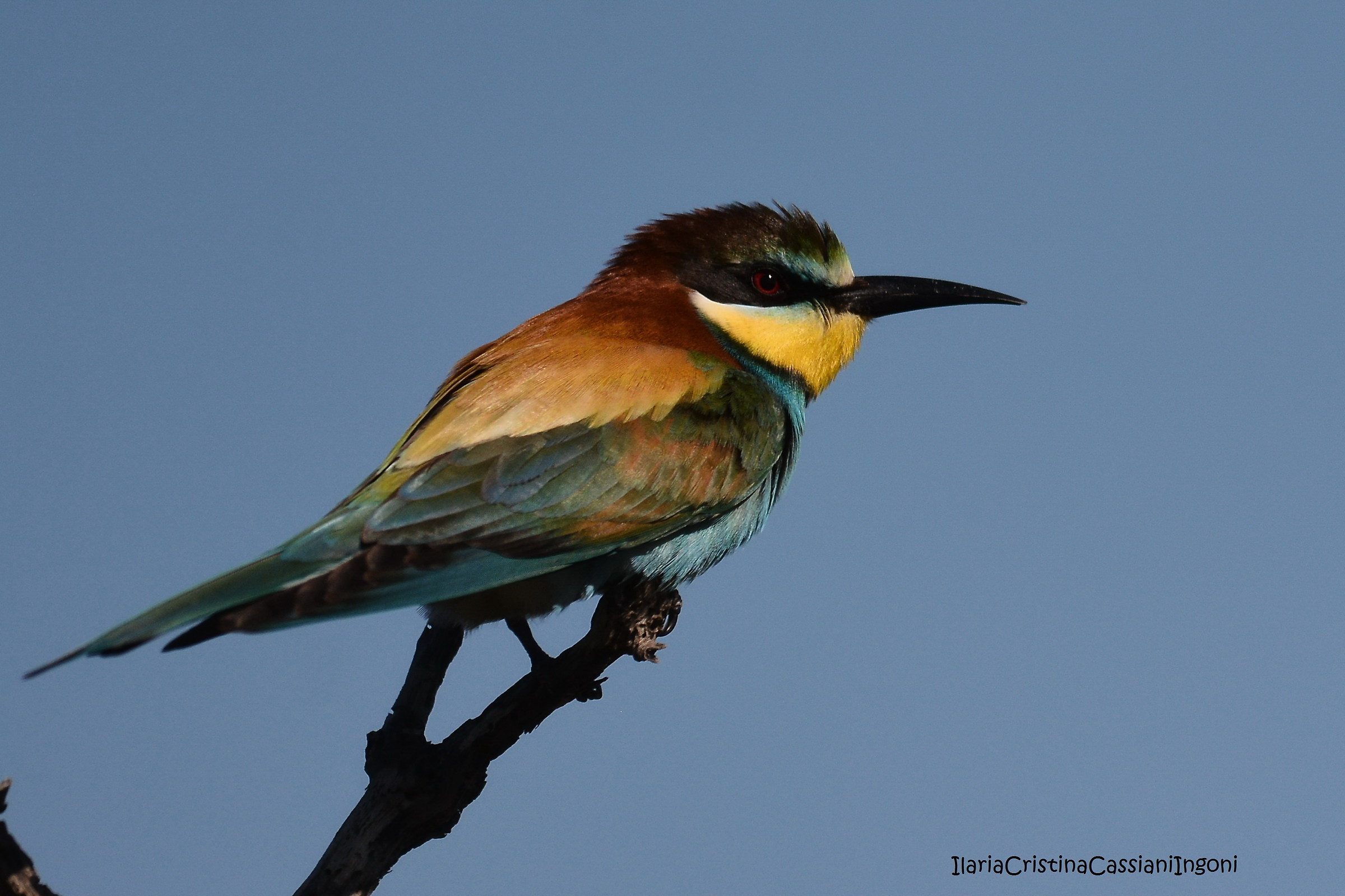 Bee eater