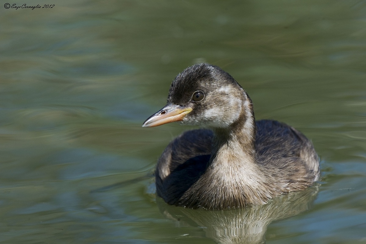 Little Grebe