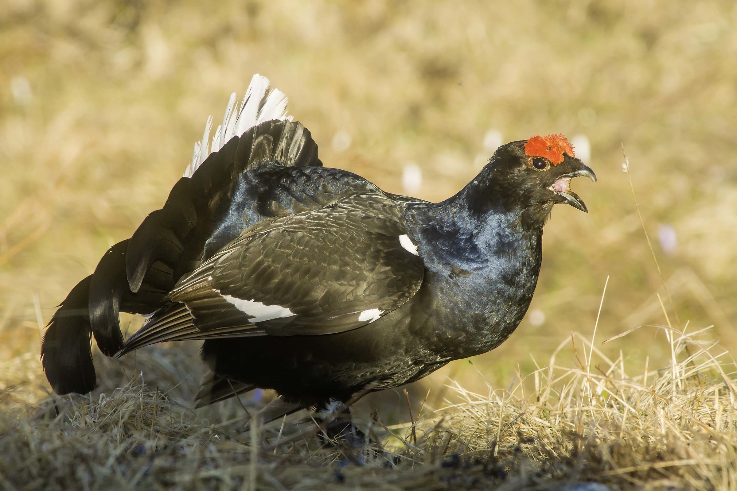 Gallo fork in singing