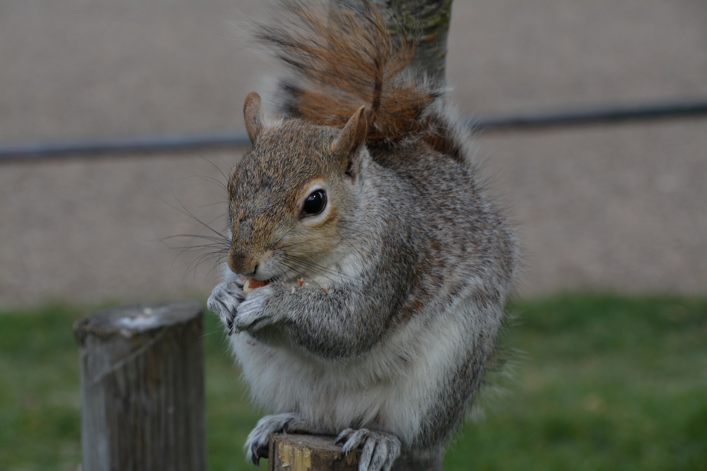 What a good nutcracker!