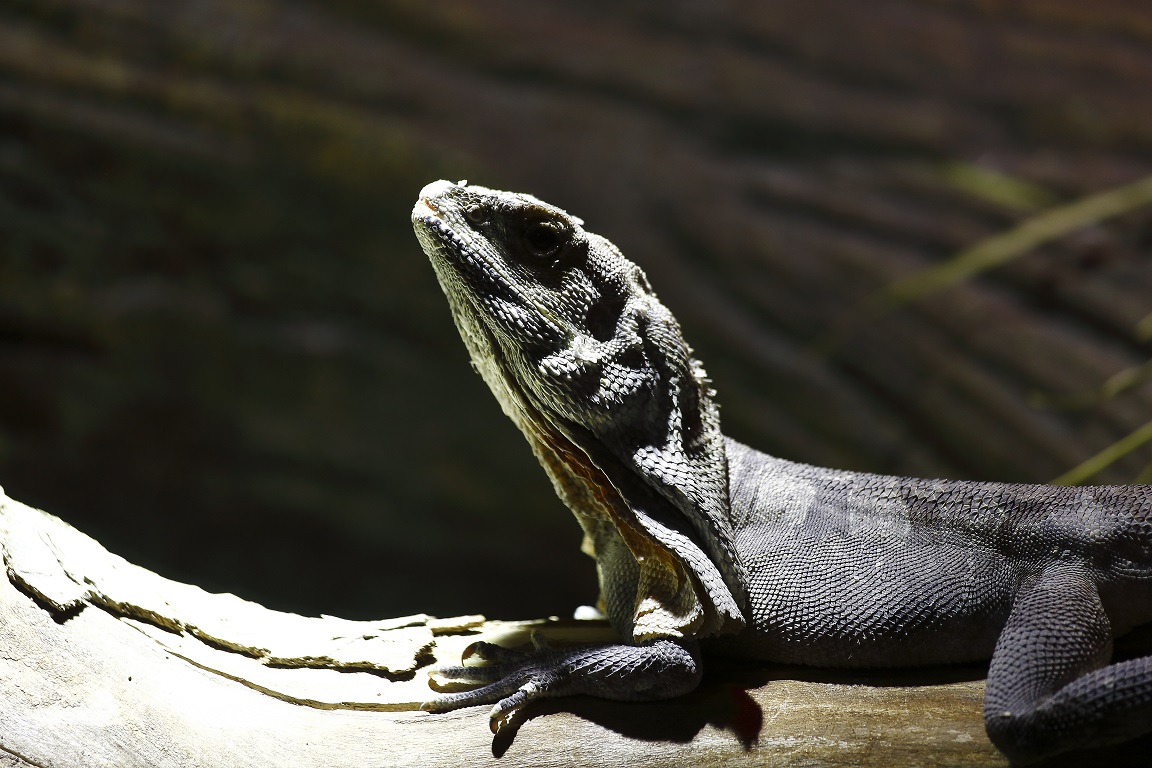 Almost prehistoric 3