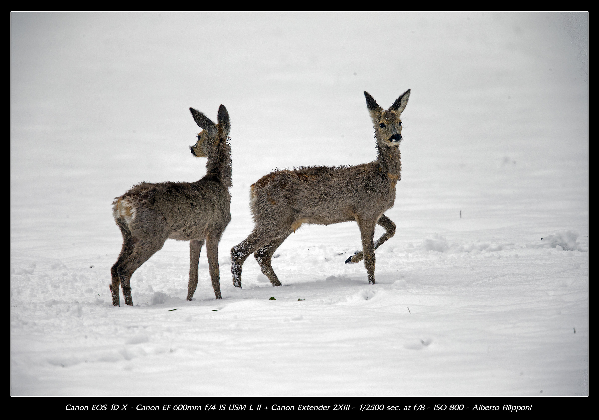 Caprioli nella neve