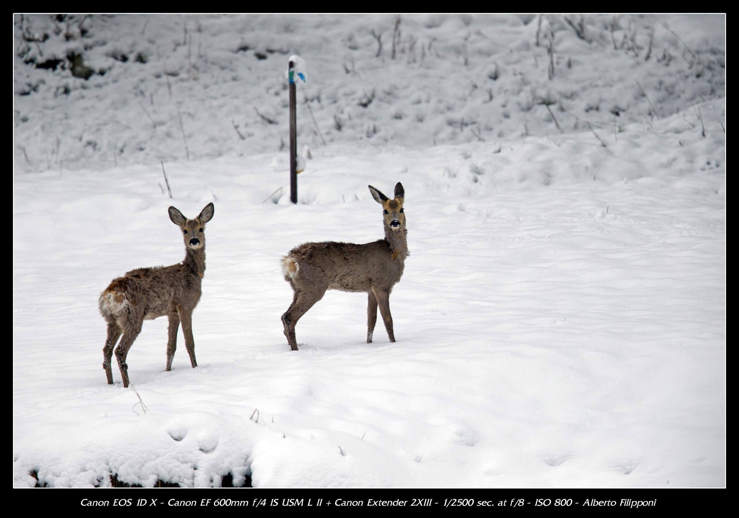 Caprioli nella neve
