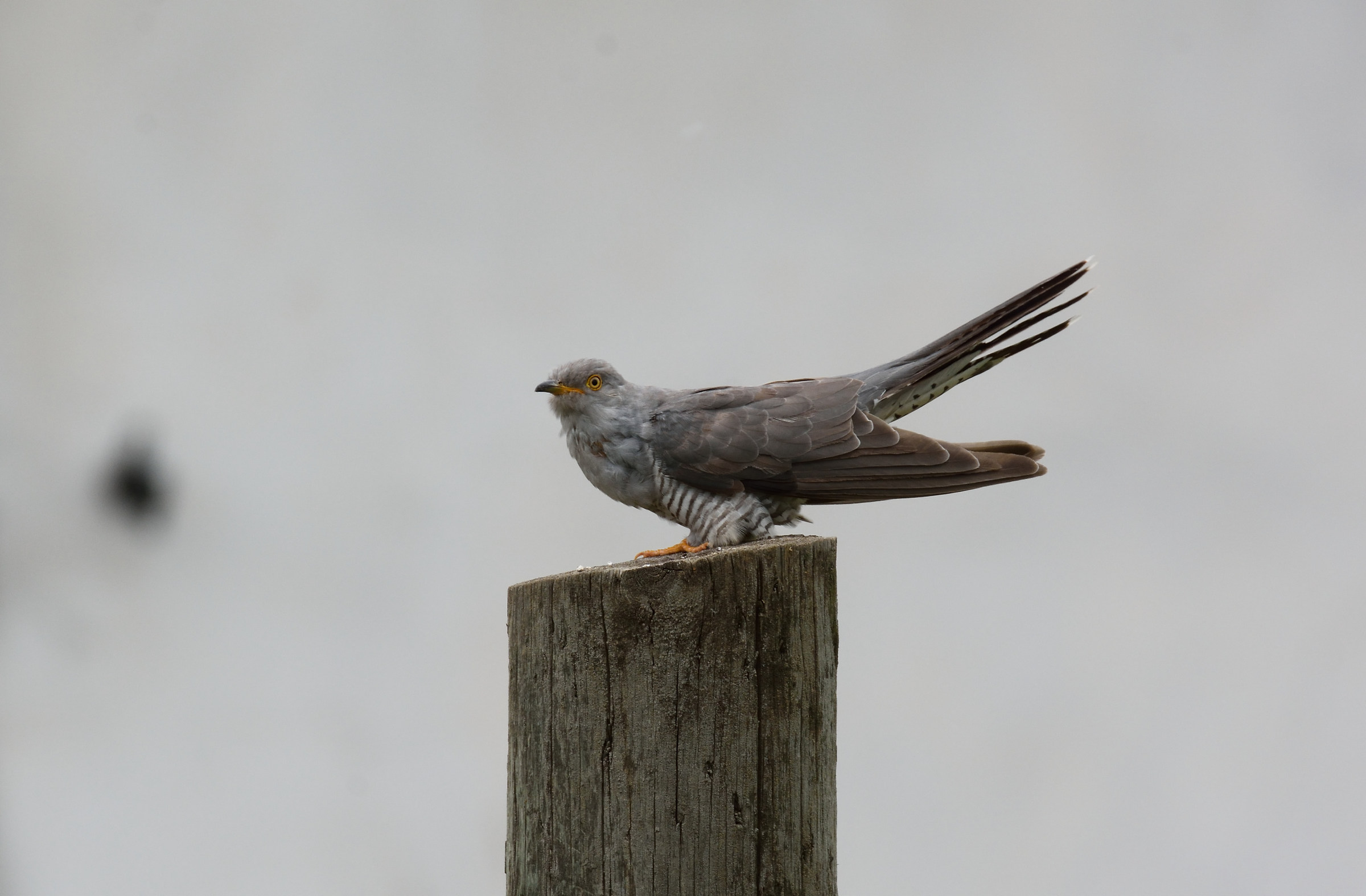 Cuckoo falcon