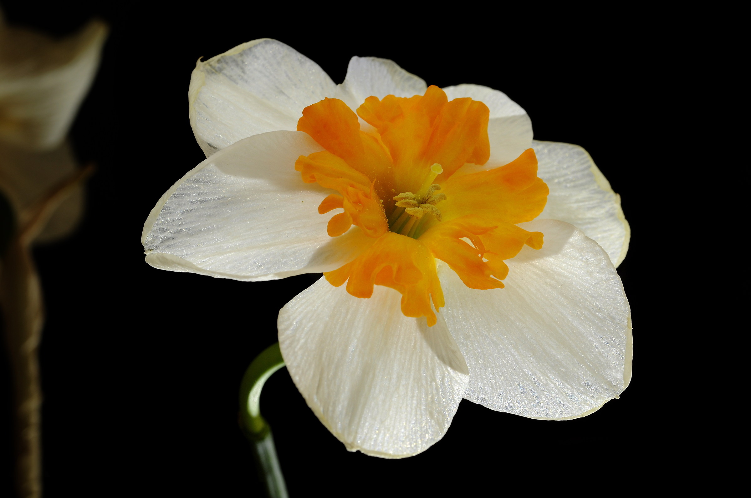 narcissus