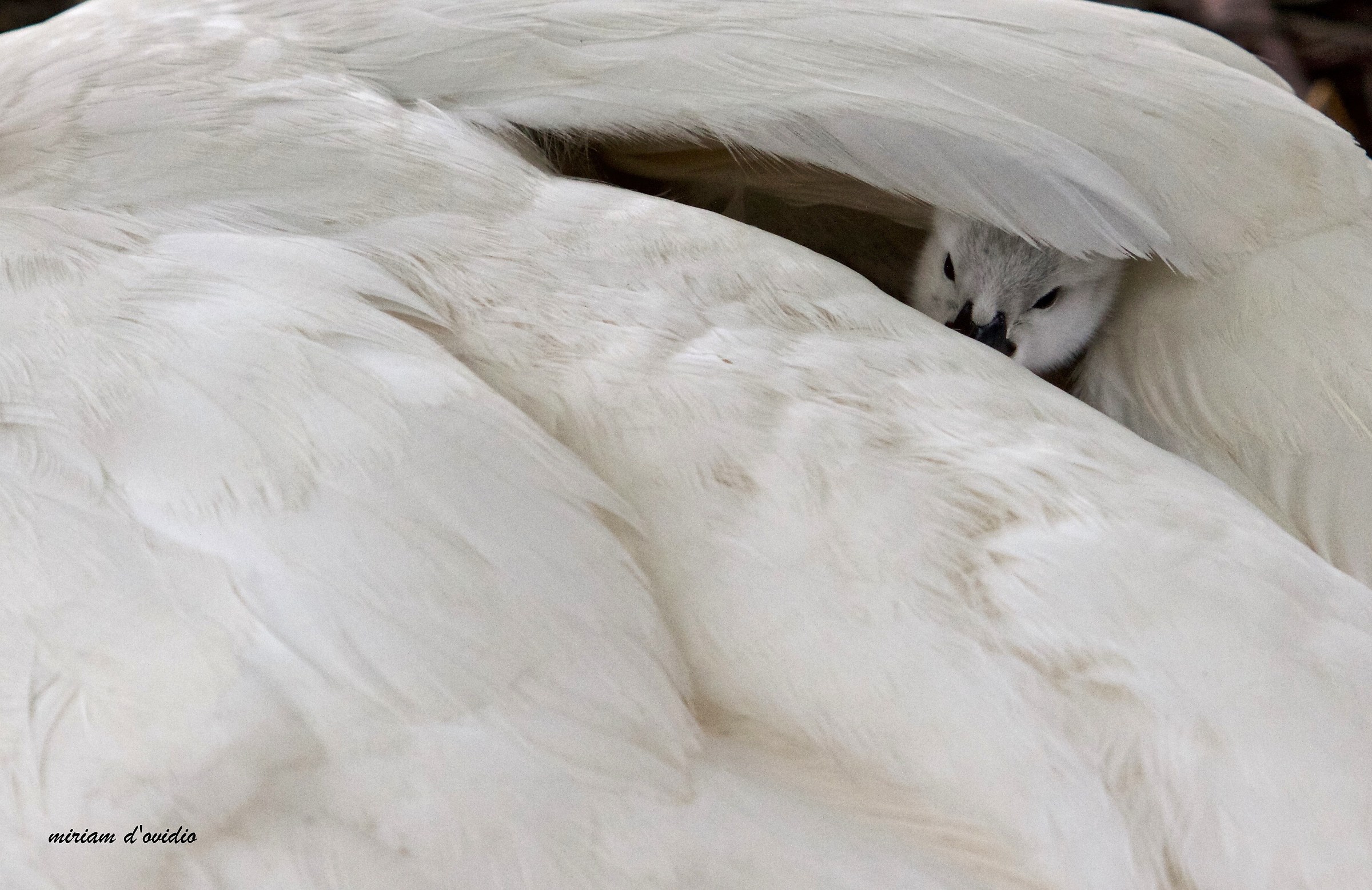 newborn and well hidden