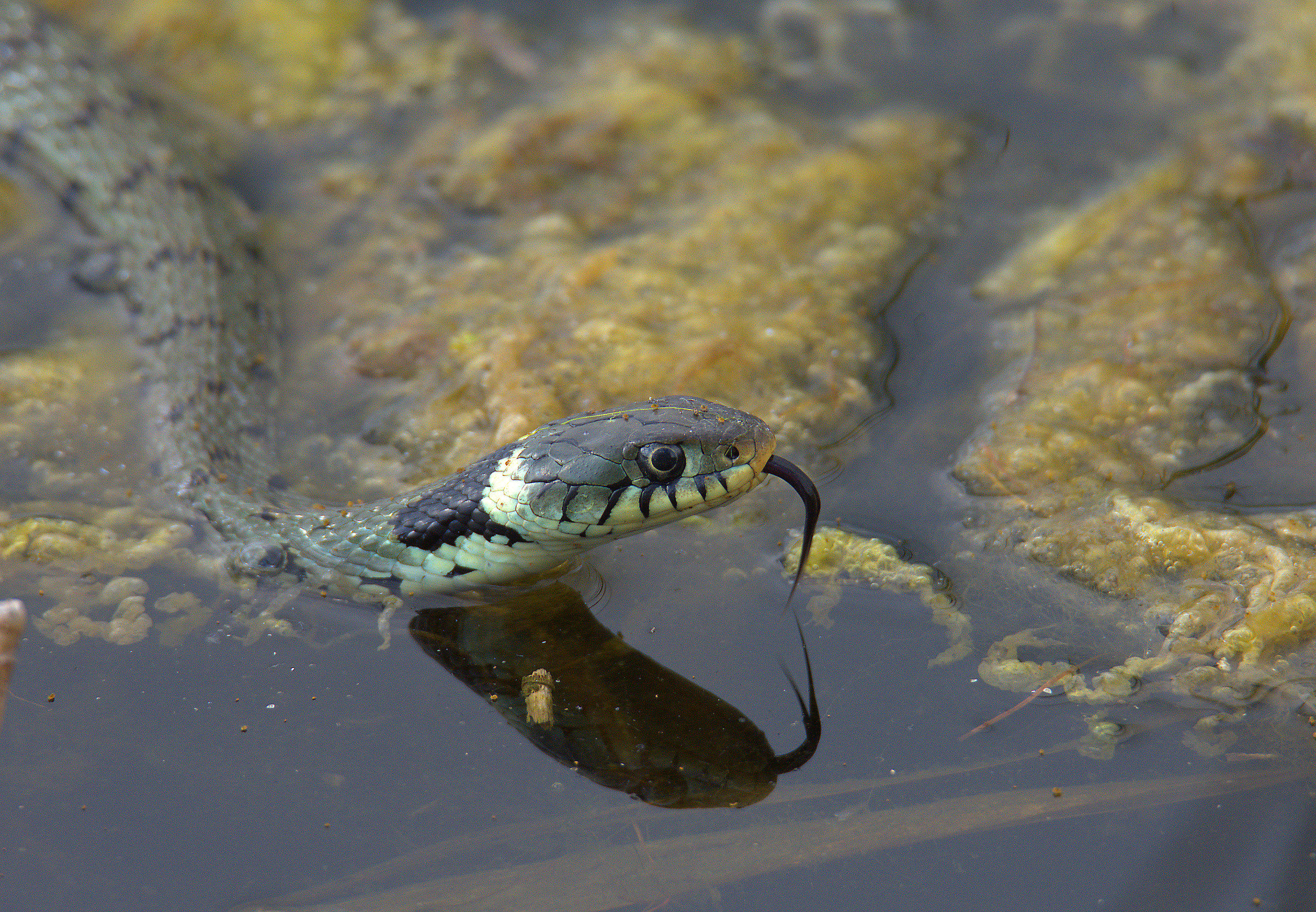 Grass Snake