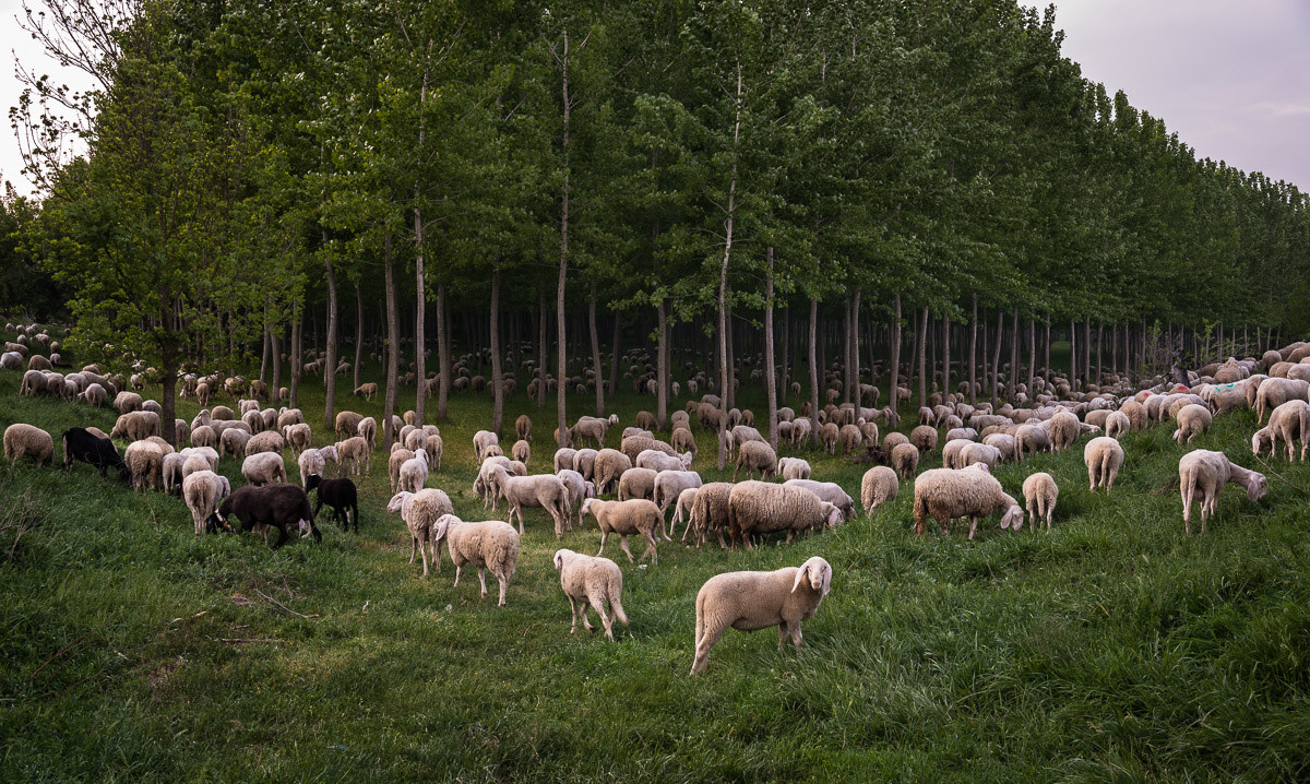 ... and the last one looks behind