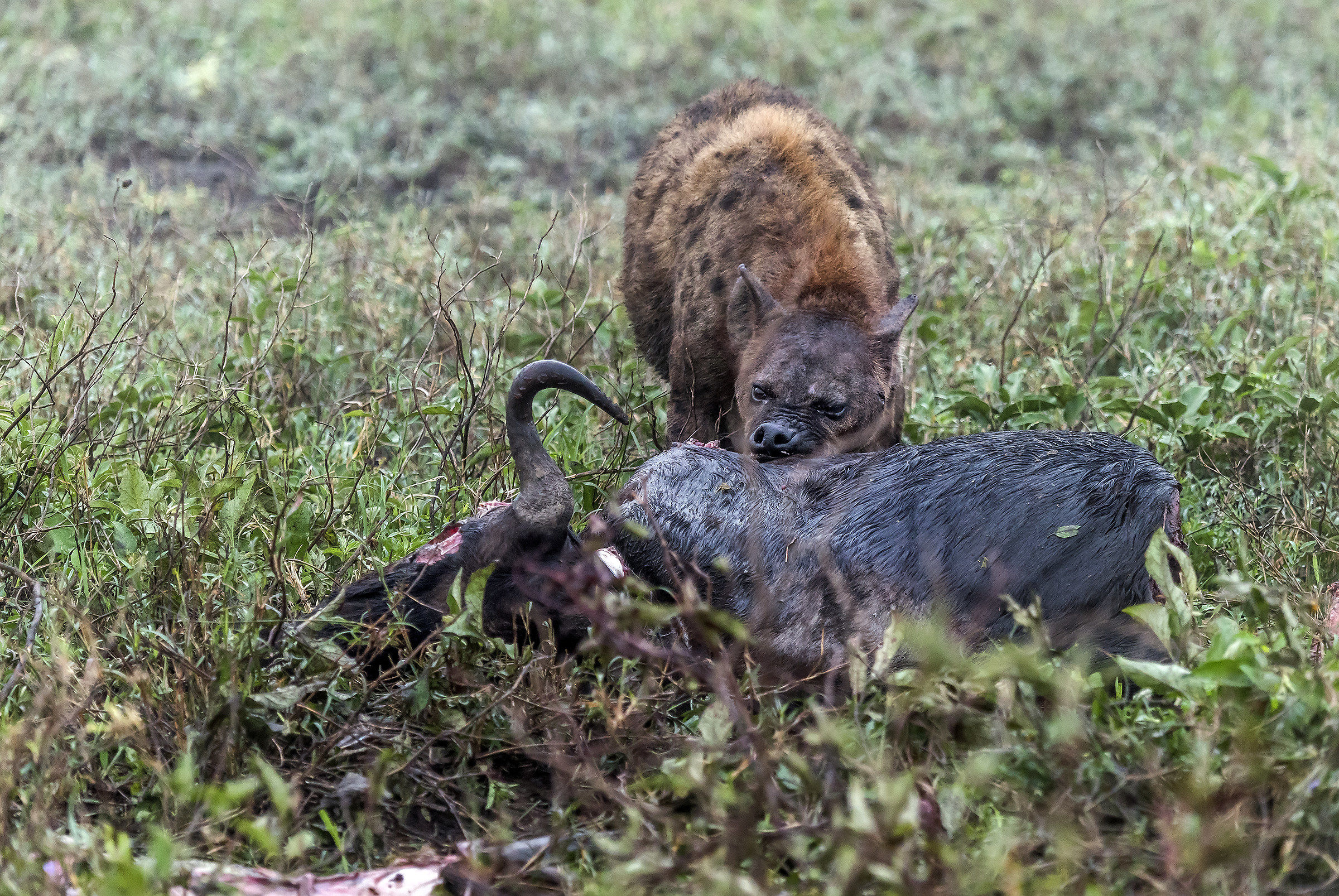 Tanzania 2017 - Predation