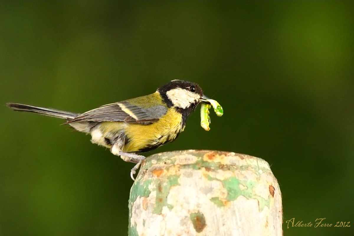 Cinciallegra - un nido insolito