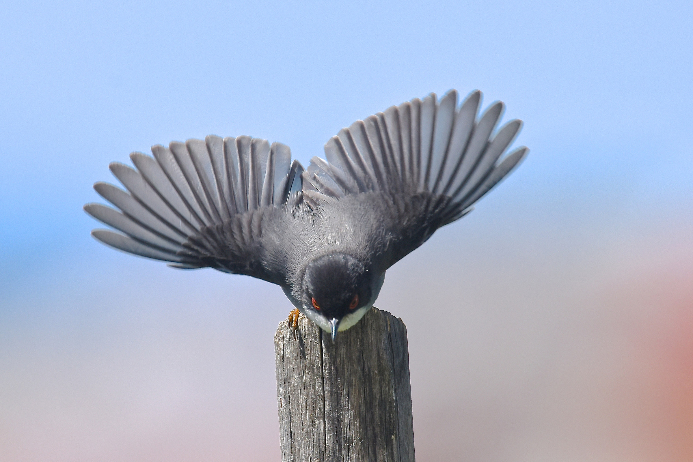 Eyeball on departure