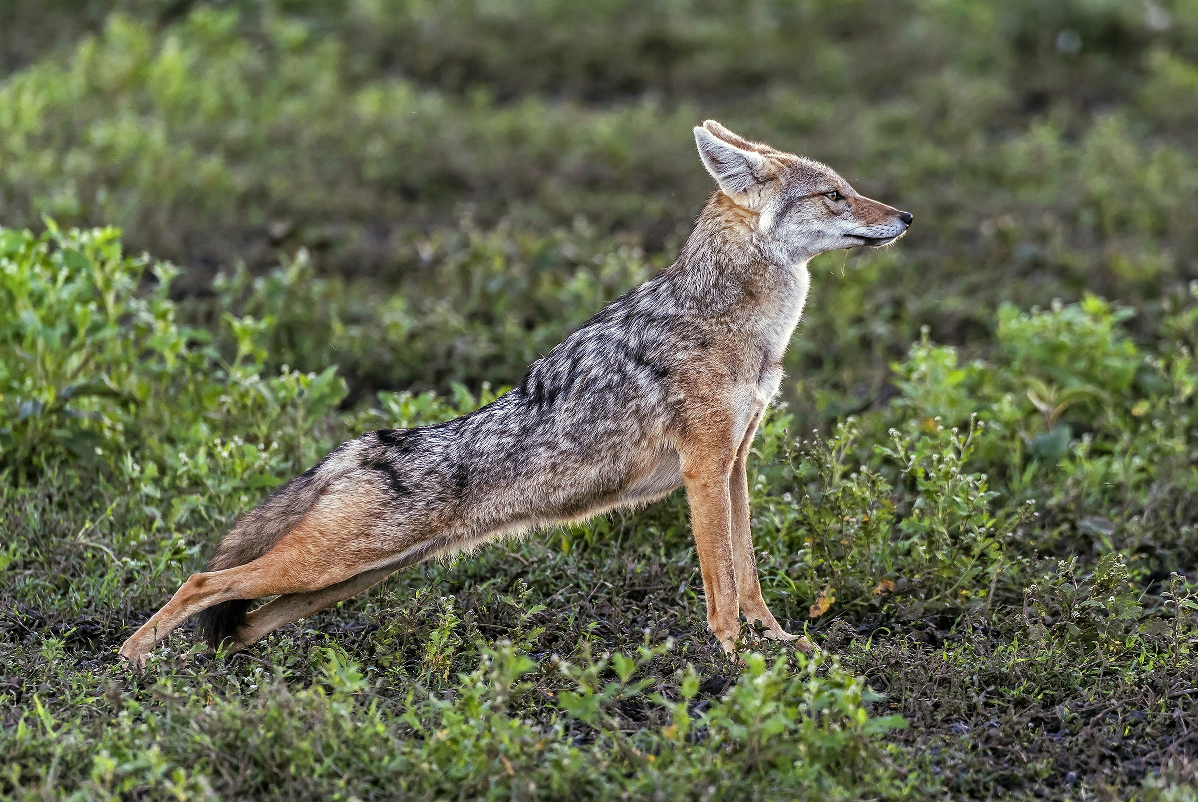 Tanzania 2017 - In posa