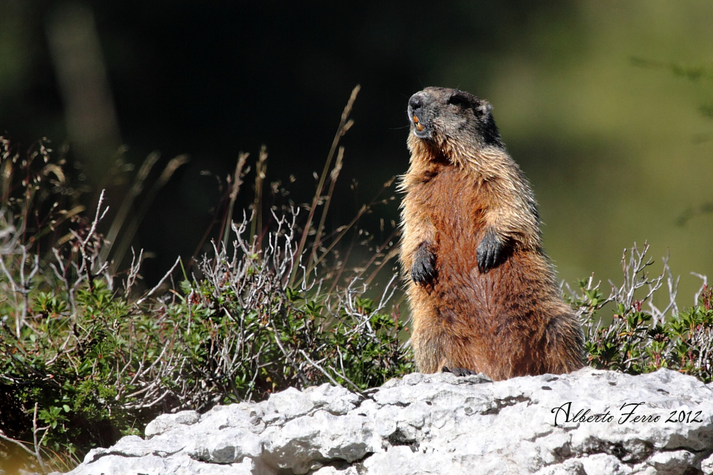 Marmotta
