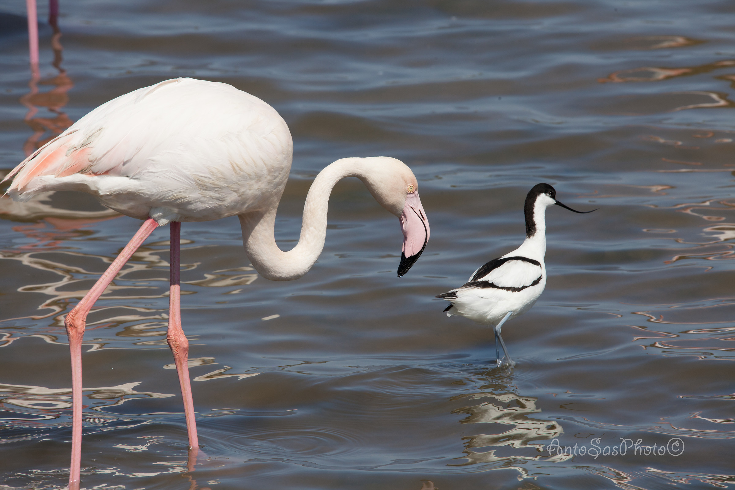 Il fenicottero e l'avocetta