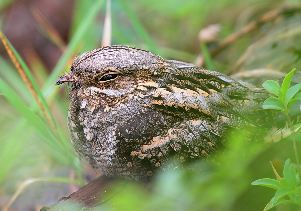 European Nightjar