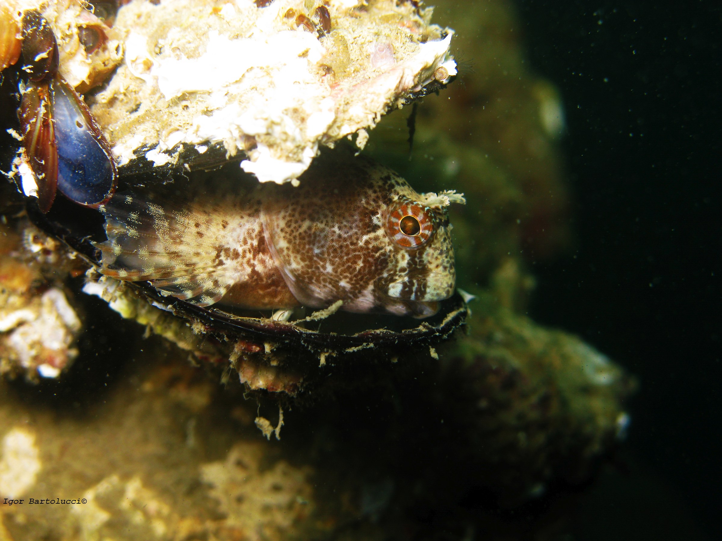 Parablennius pilicornis