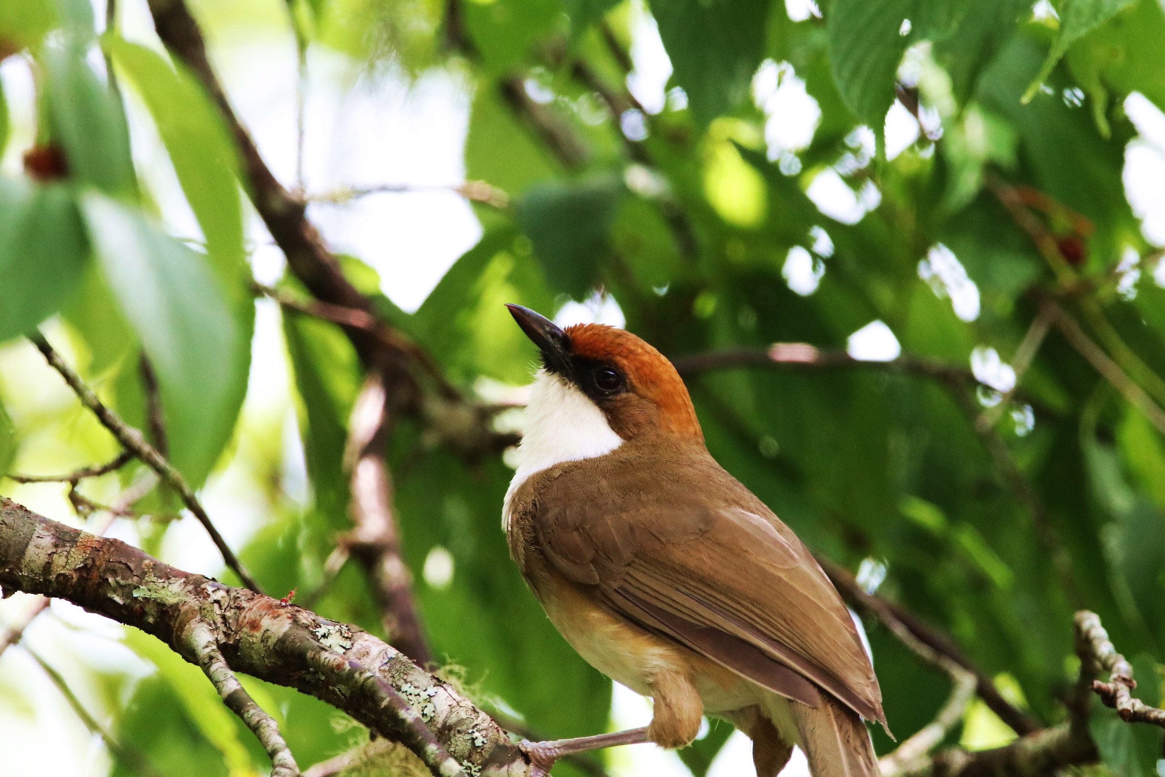 Rufous-crowned Laughingthrush