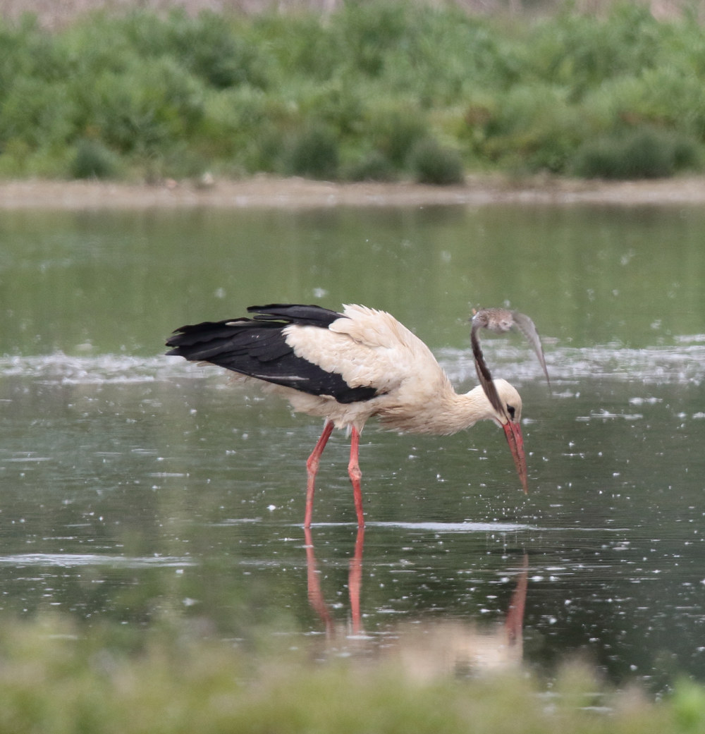 Cicogna con combattente