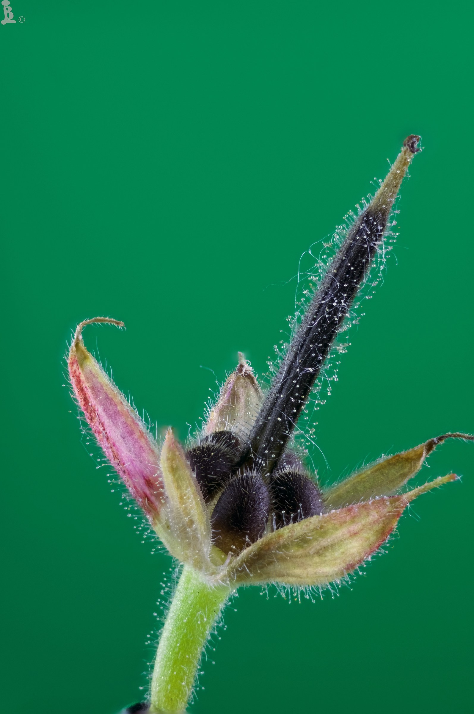 Geranium dissectum fruit