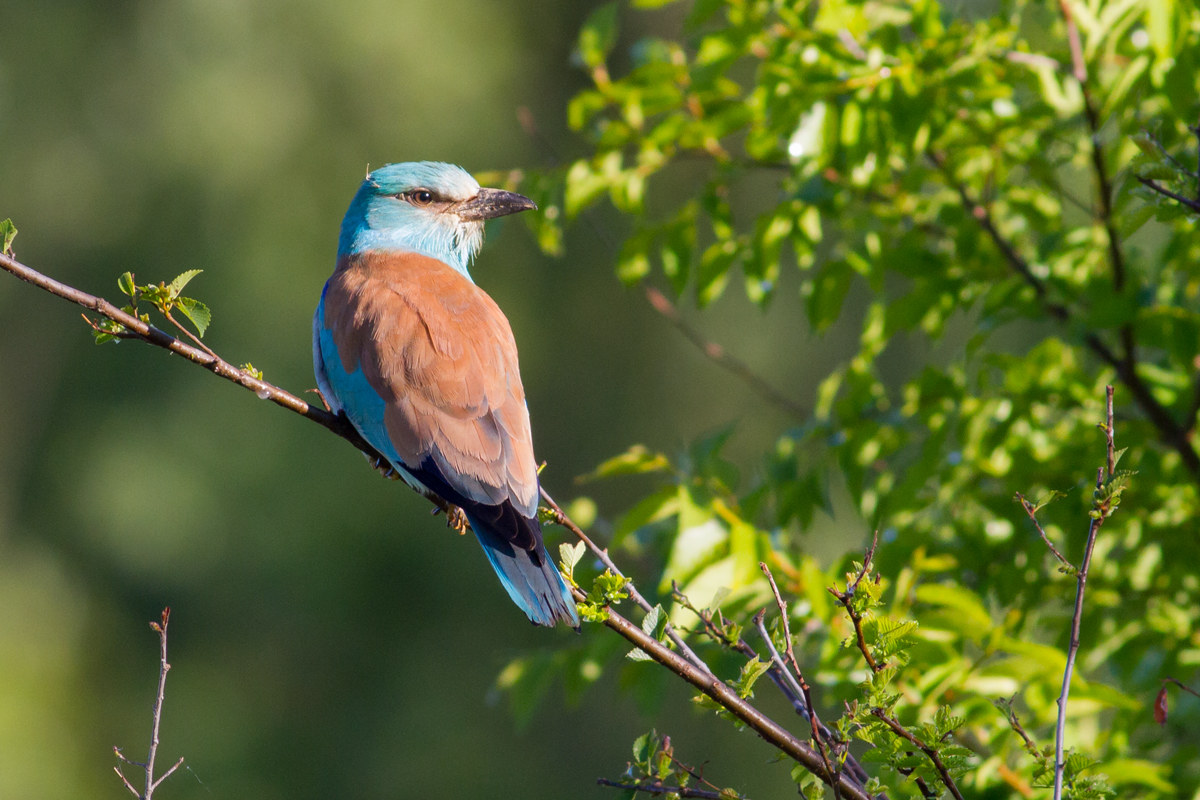 Ghiandaia, la prima!