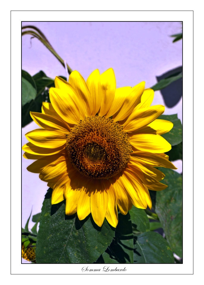 Sunflower 1