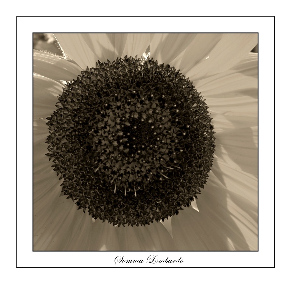 Sunflower b / w