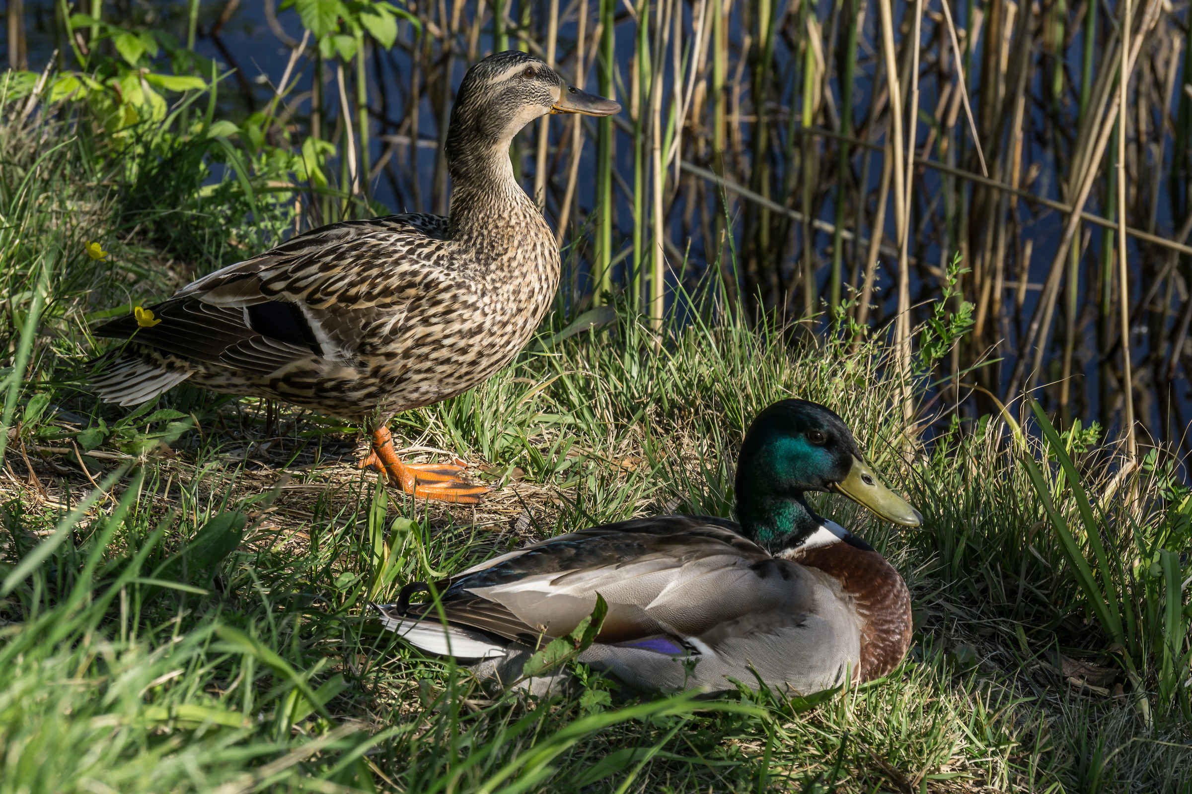 Couple of young Germans