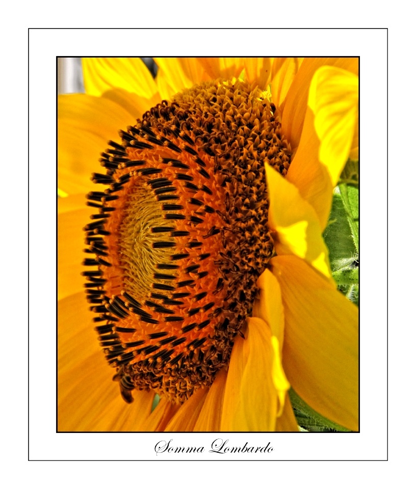 Sunflower 5
