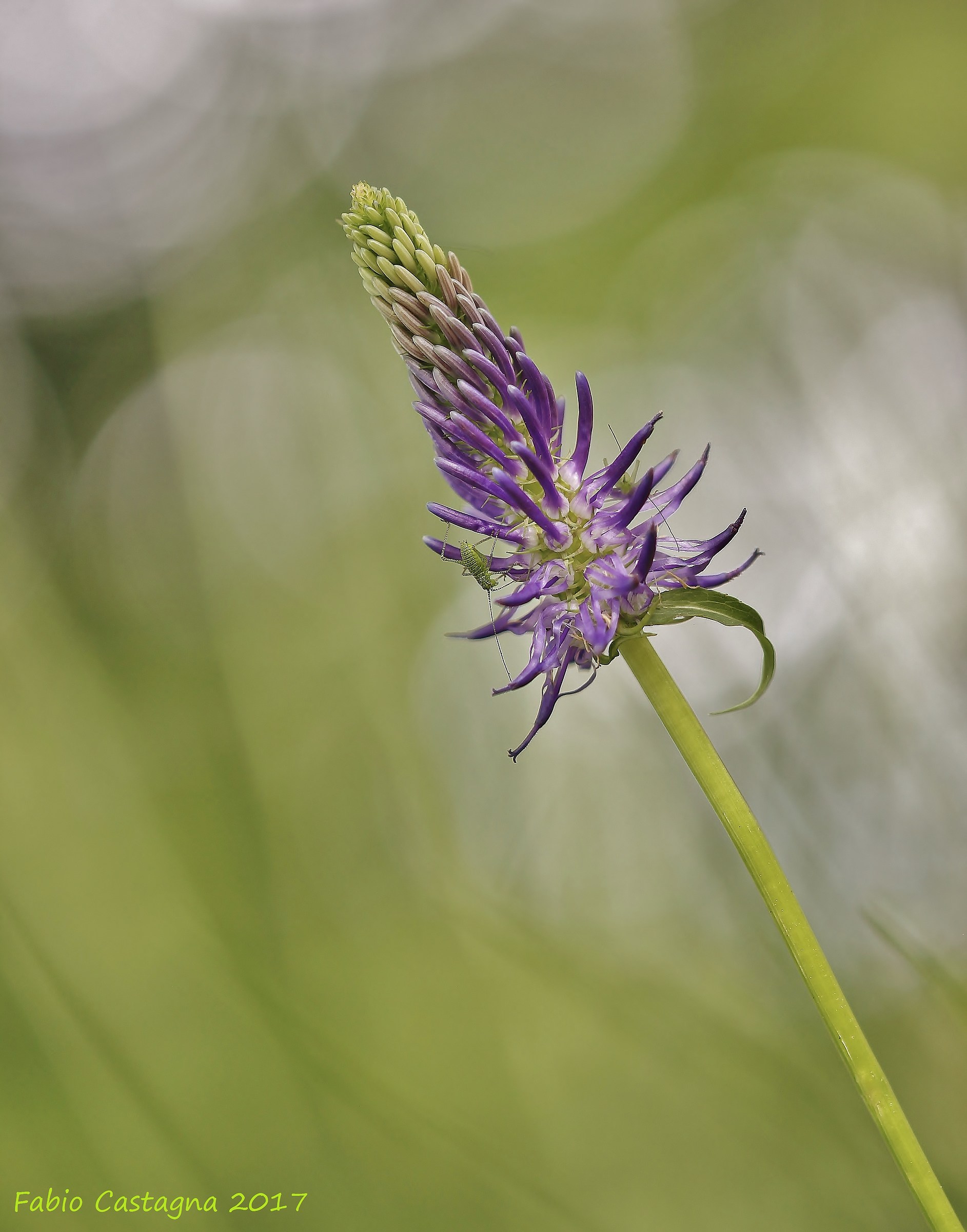 Buttercup leaves salsify