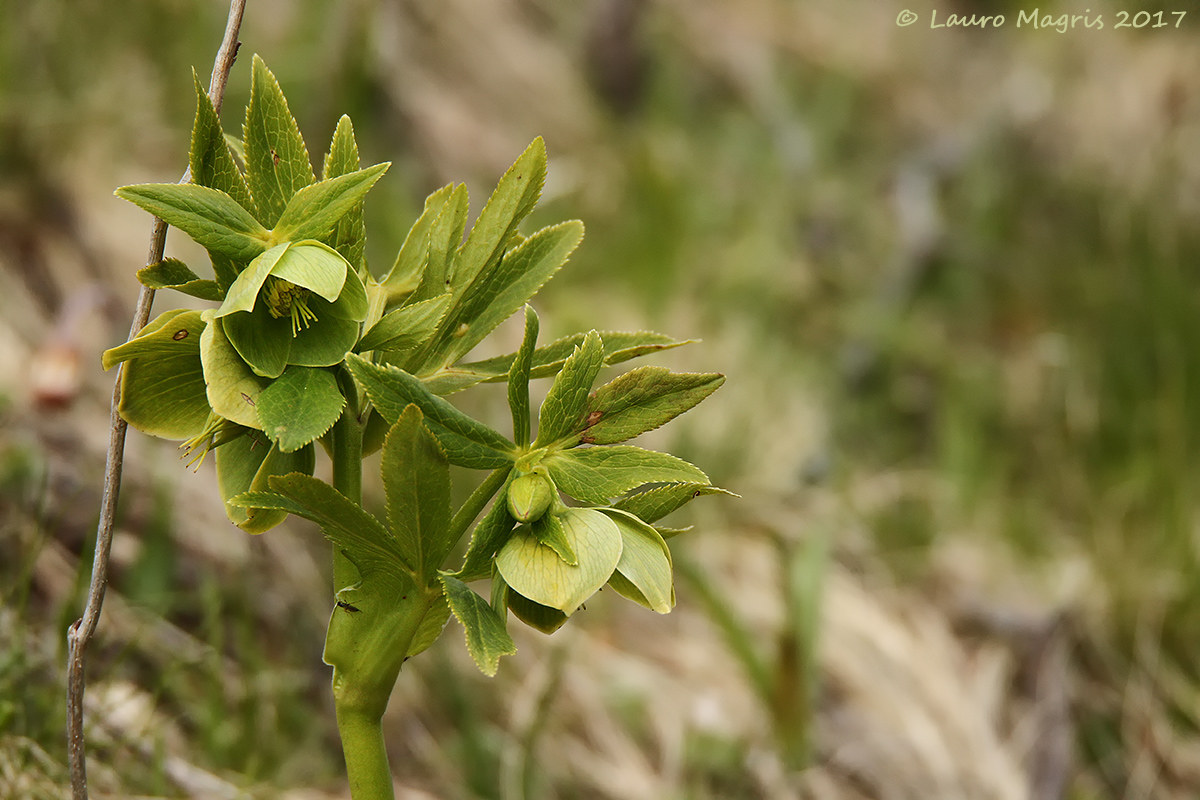 Hellebore with guest