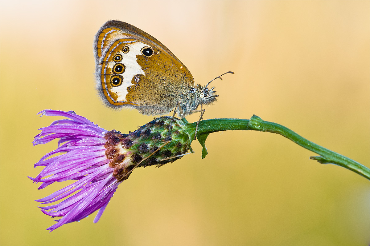 Coenonympha