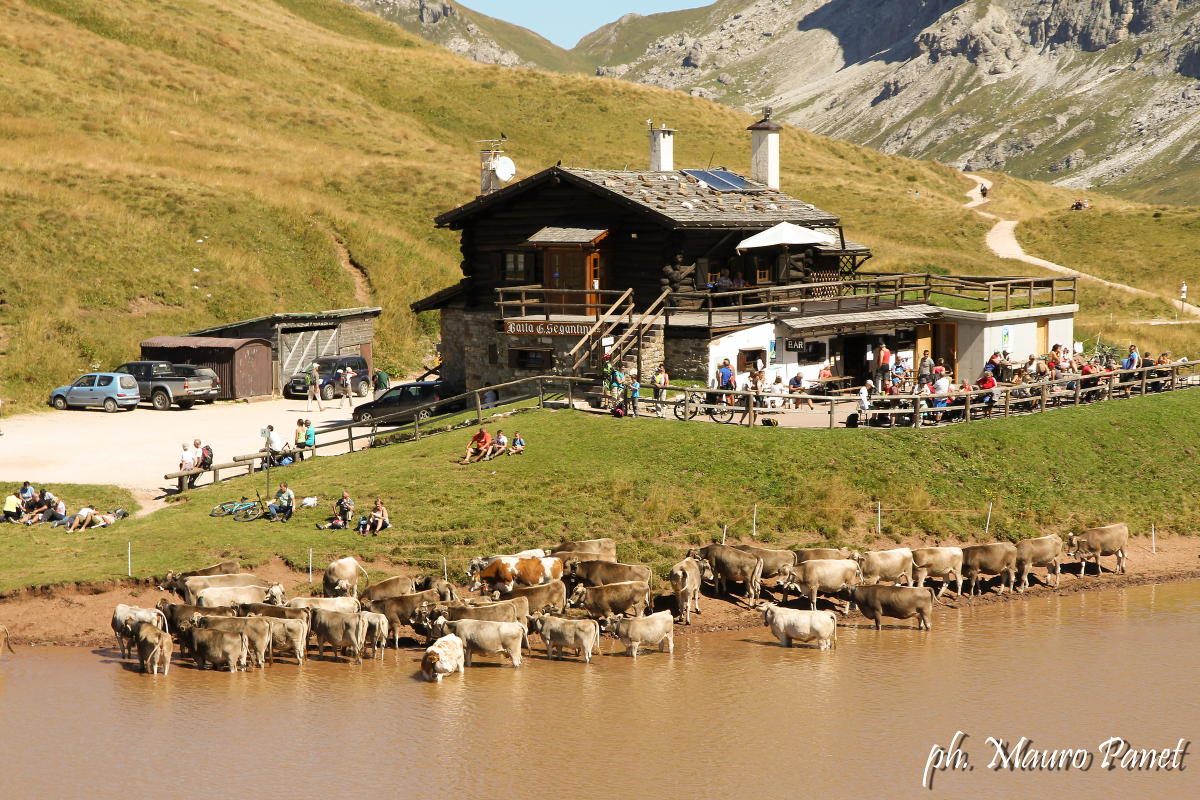 Cattle looking for refrigeration at the foot of the Dolomite...