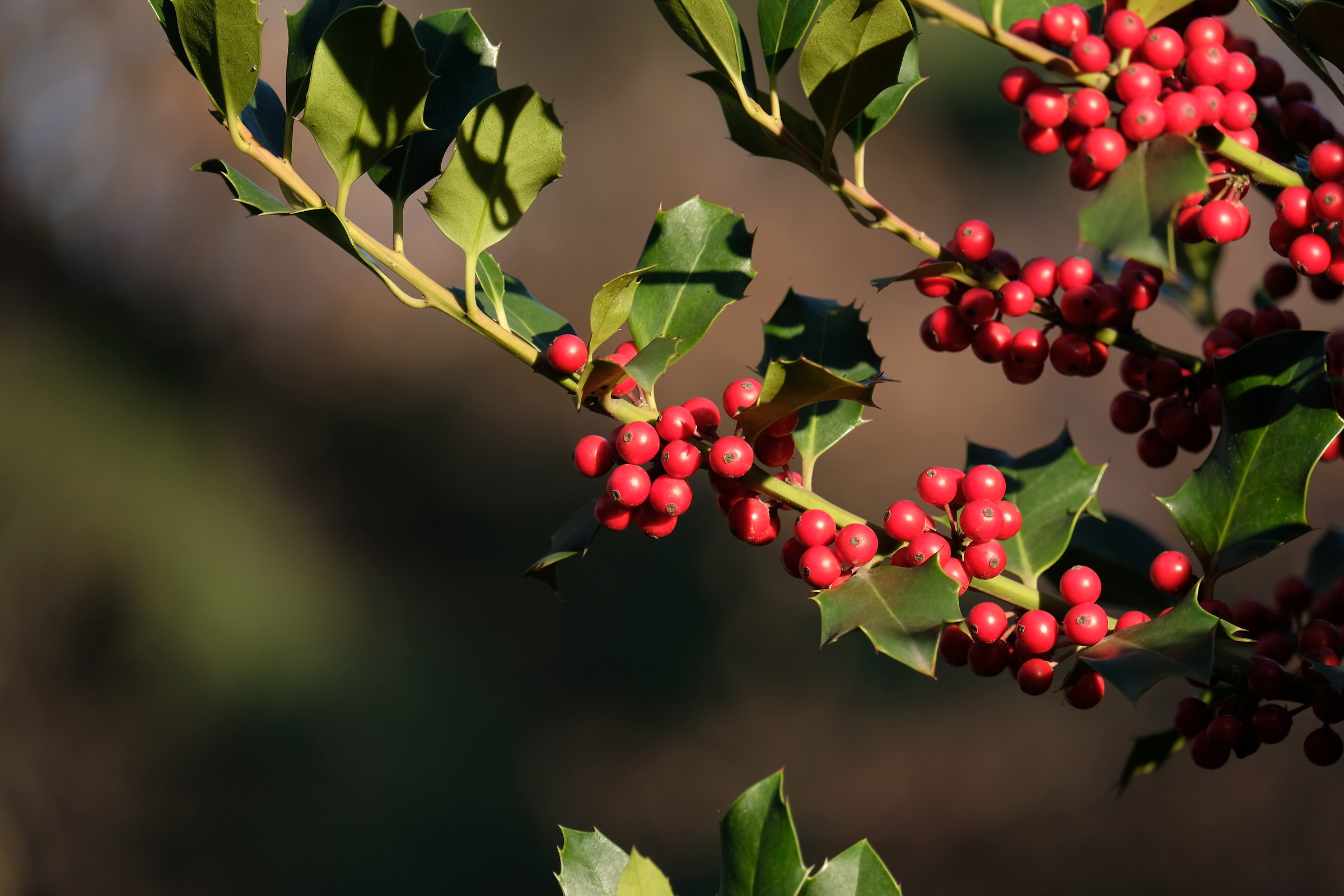 xt-2 Fast proof of Fuji