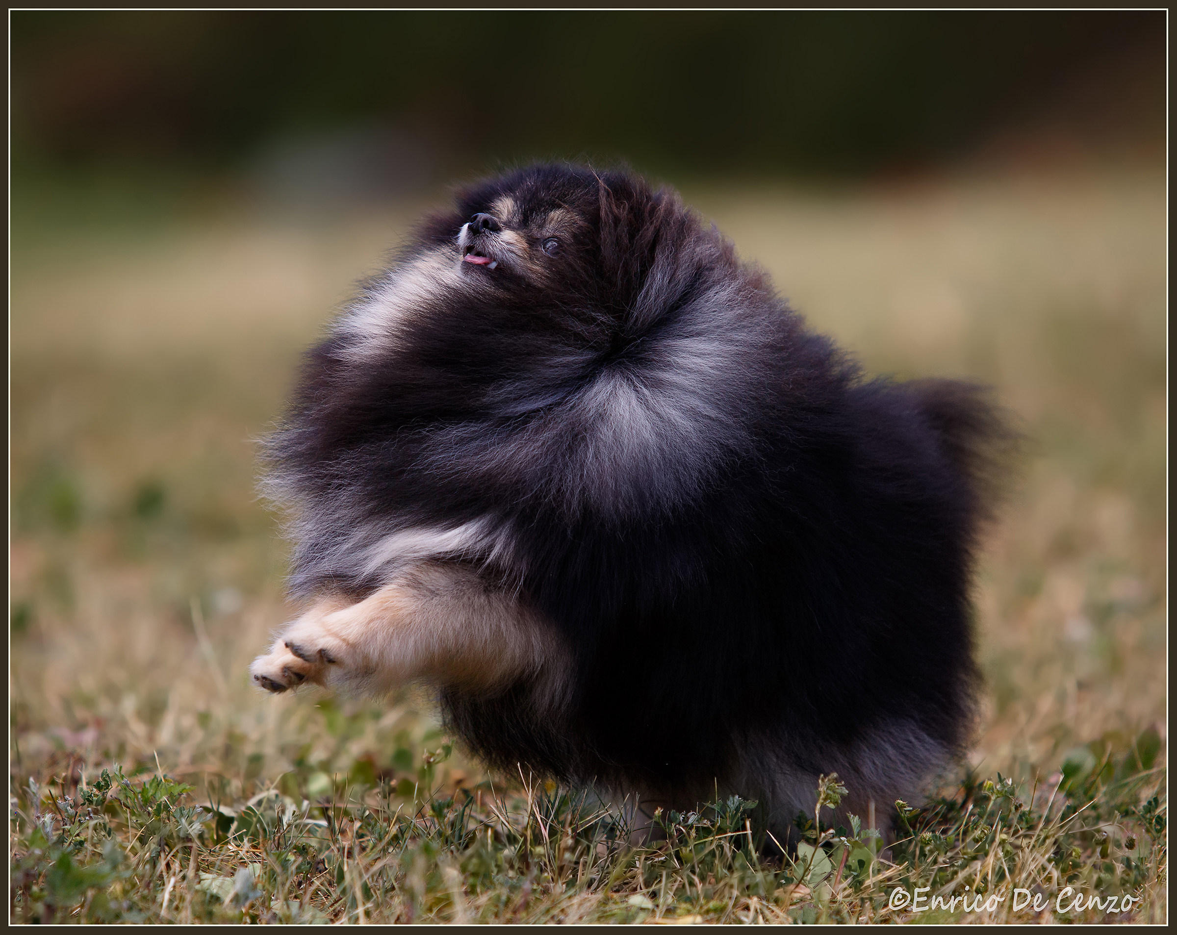 volpino di pomerania