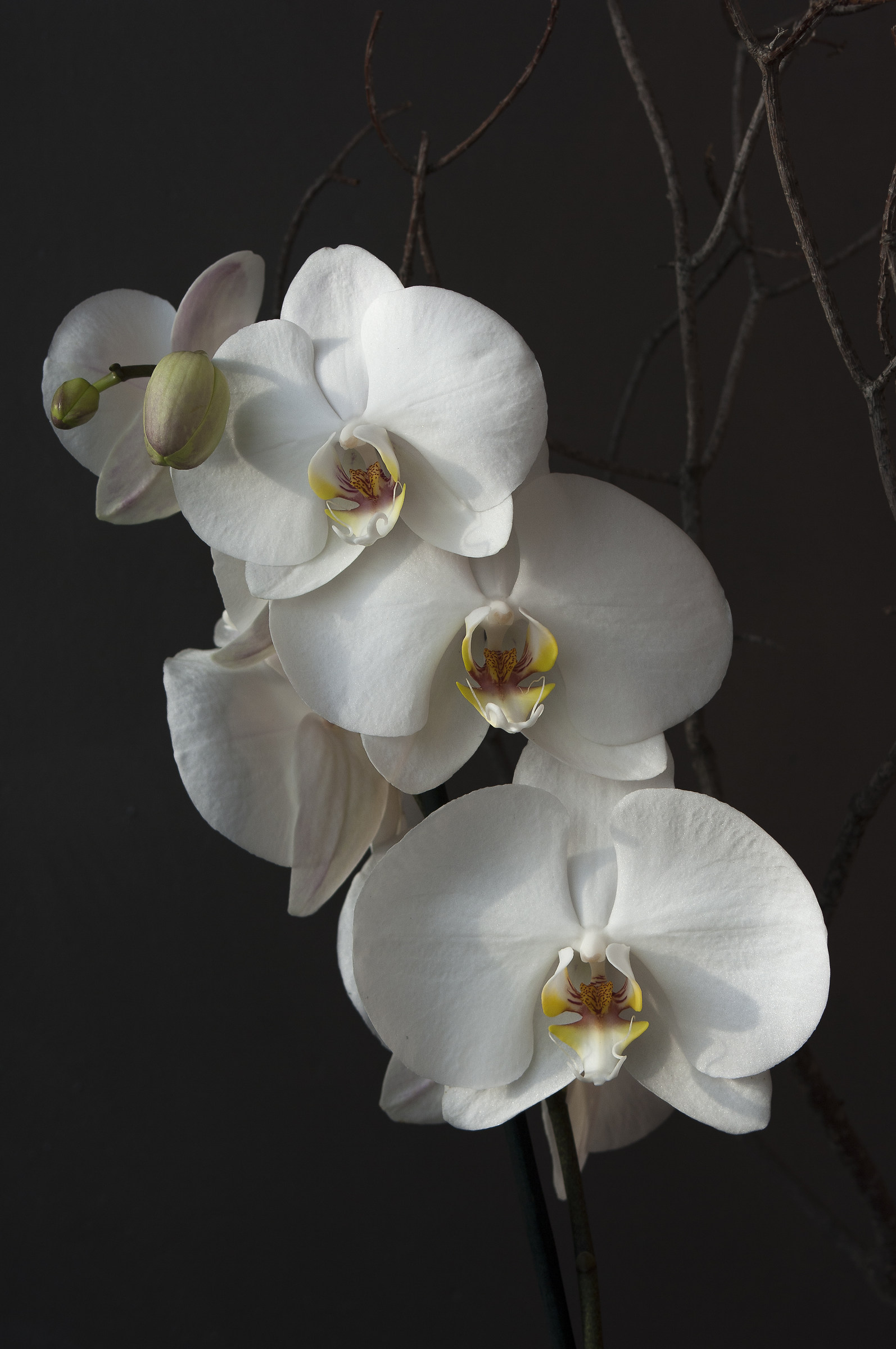 white Orchid