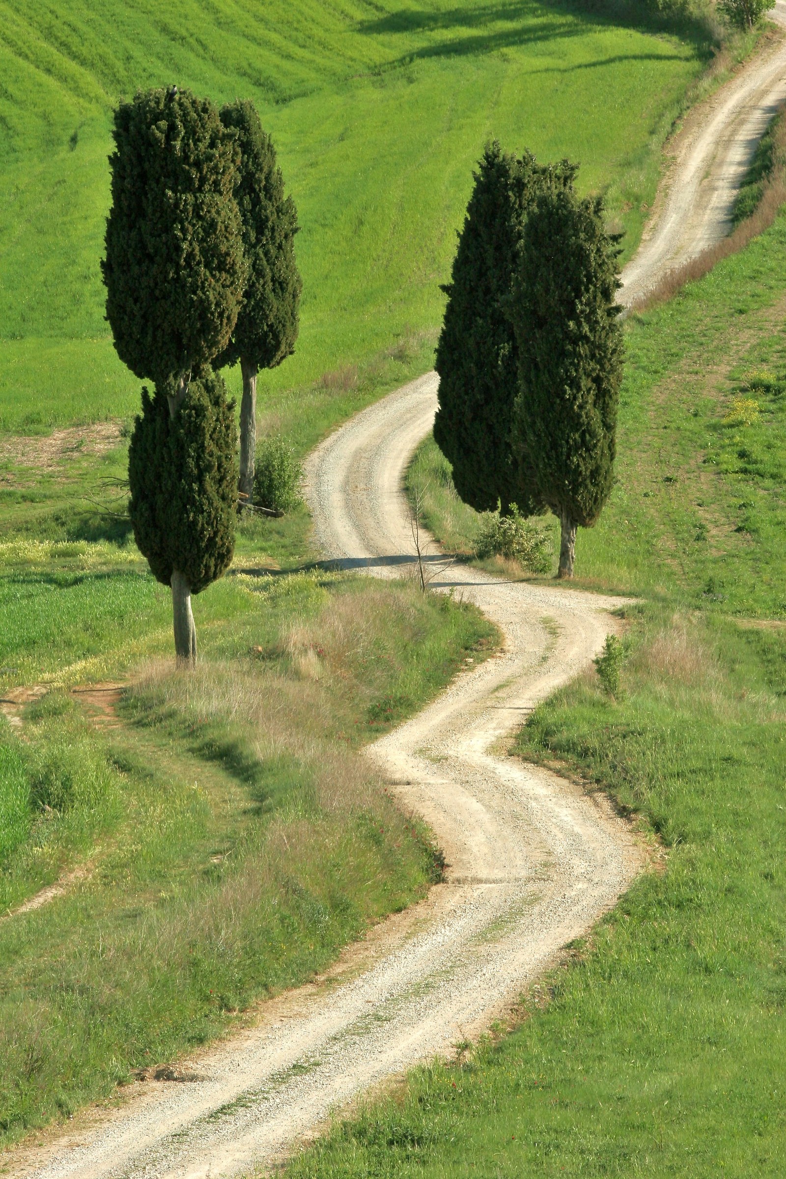 Val d'Orcia ..... elisi fields