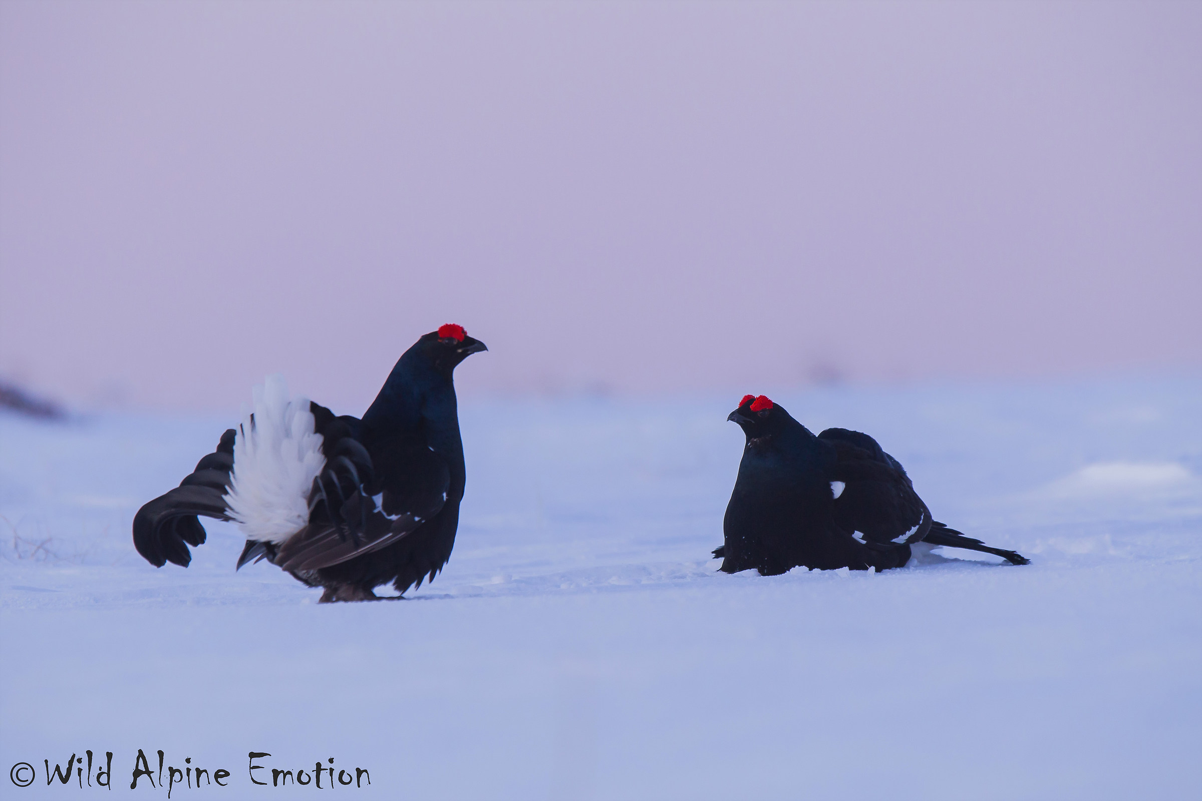 Galli forcelli e l'autore...