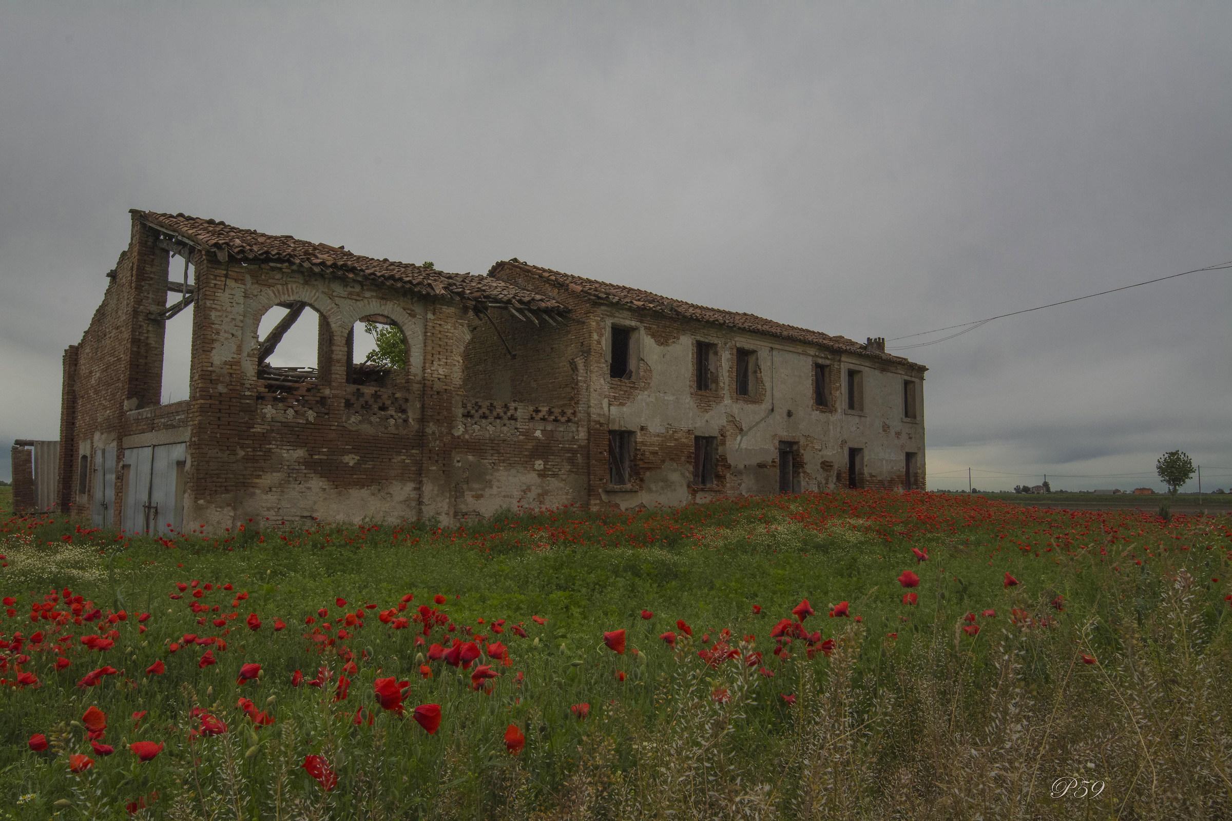 The old house among the poppies