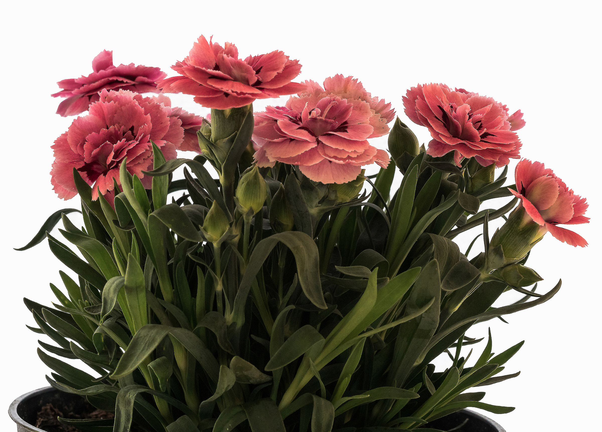 Dianthus