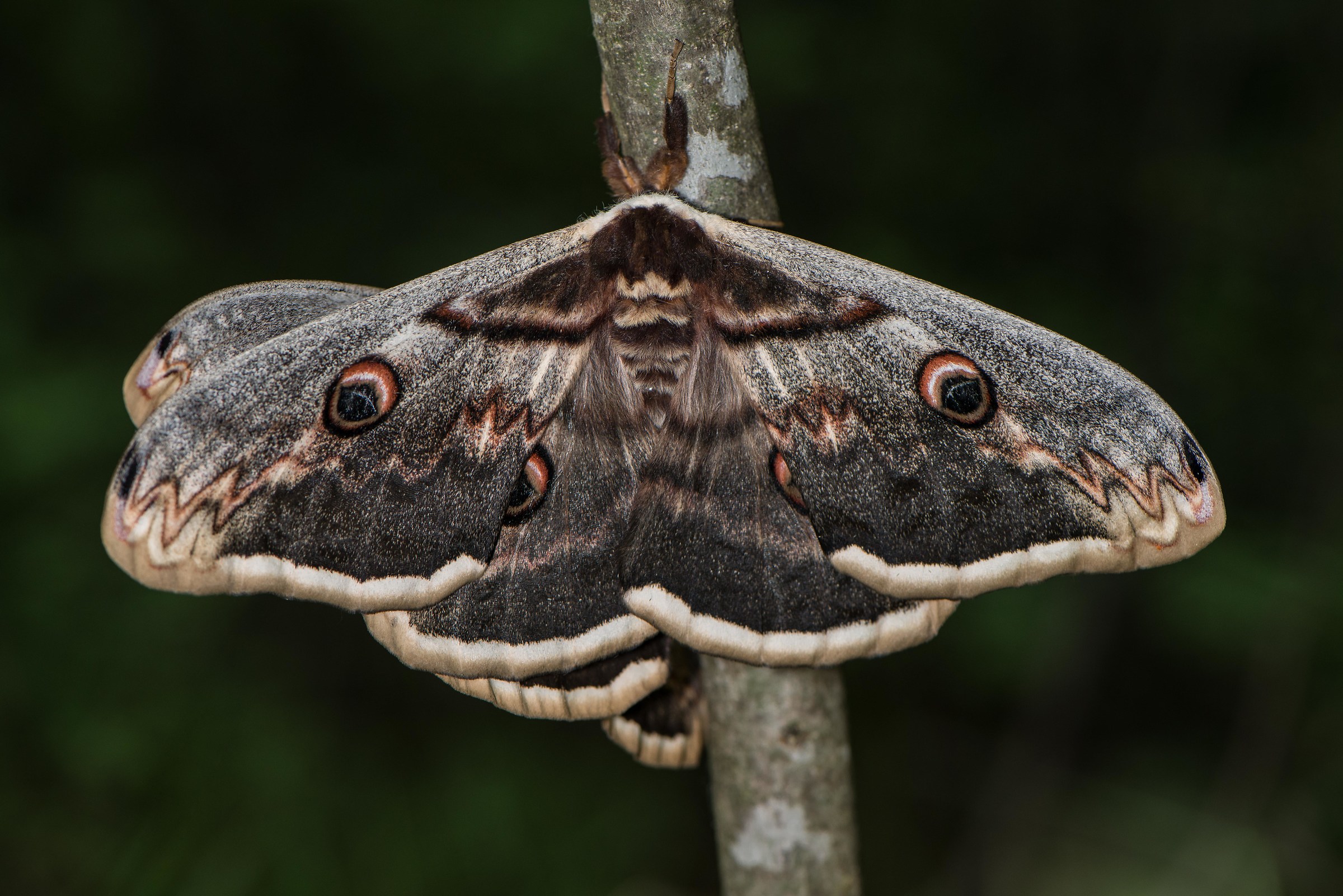 saturnia pyri (in accoppiamento)