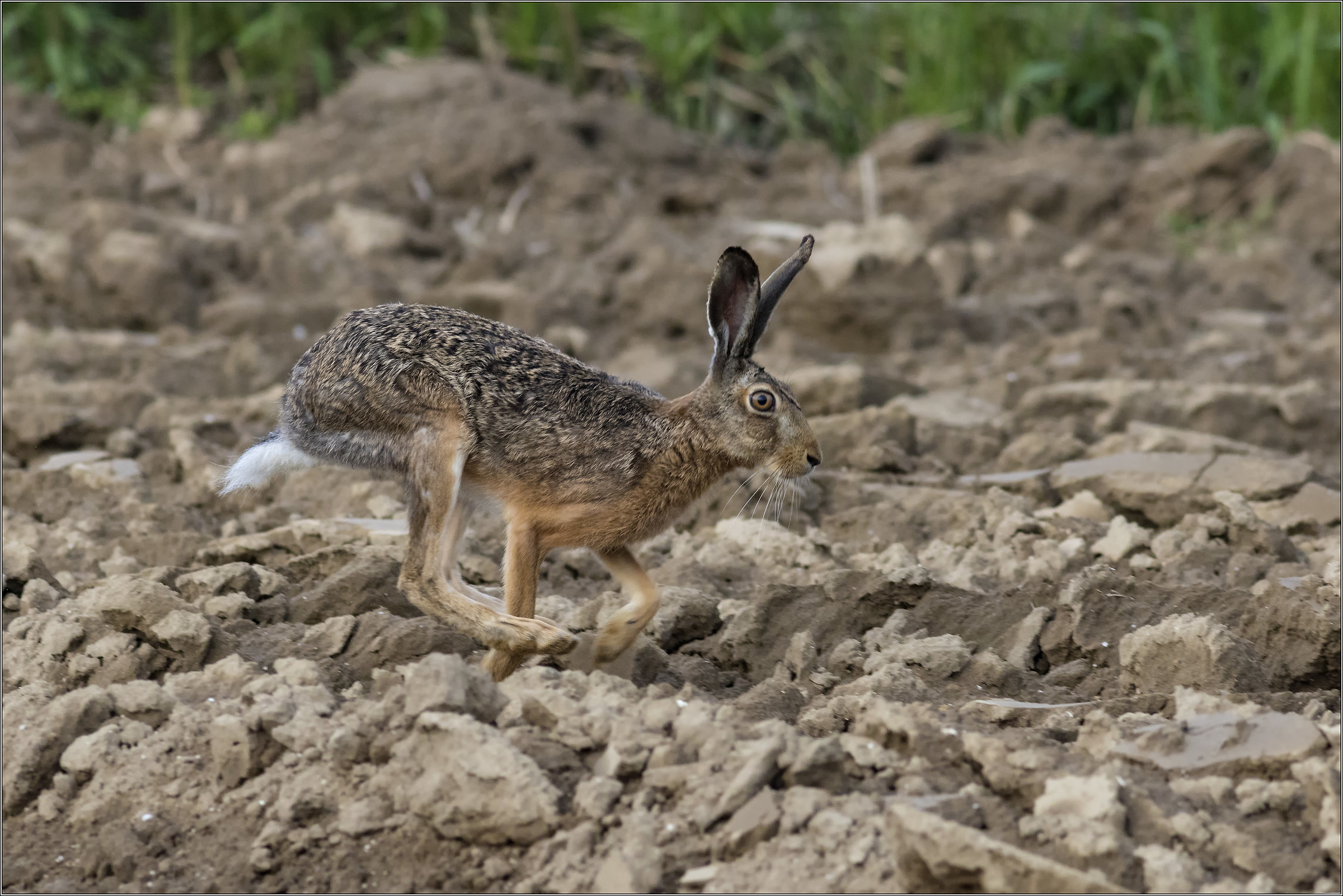 hare race